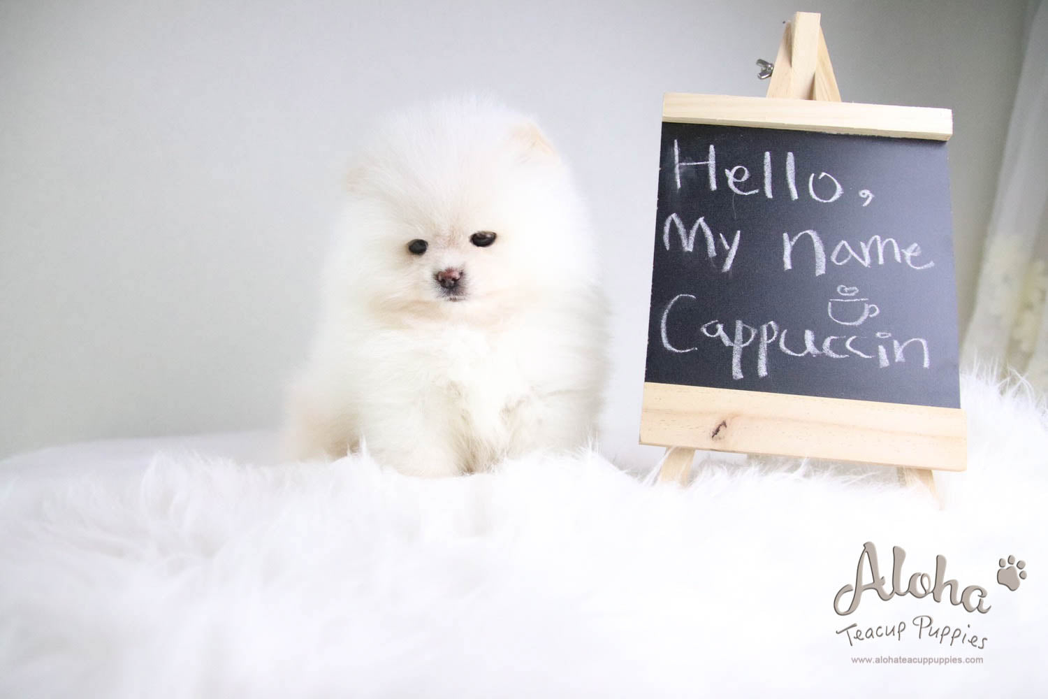 Cappuccino - [Pomeranian] - Reserved by Candide Monette