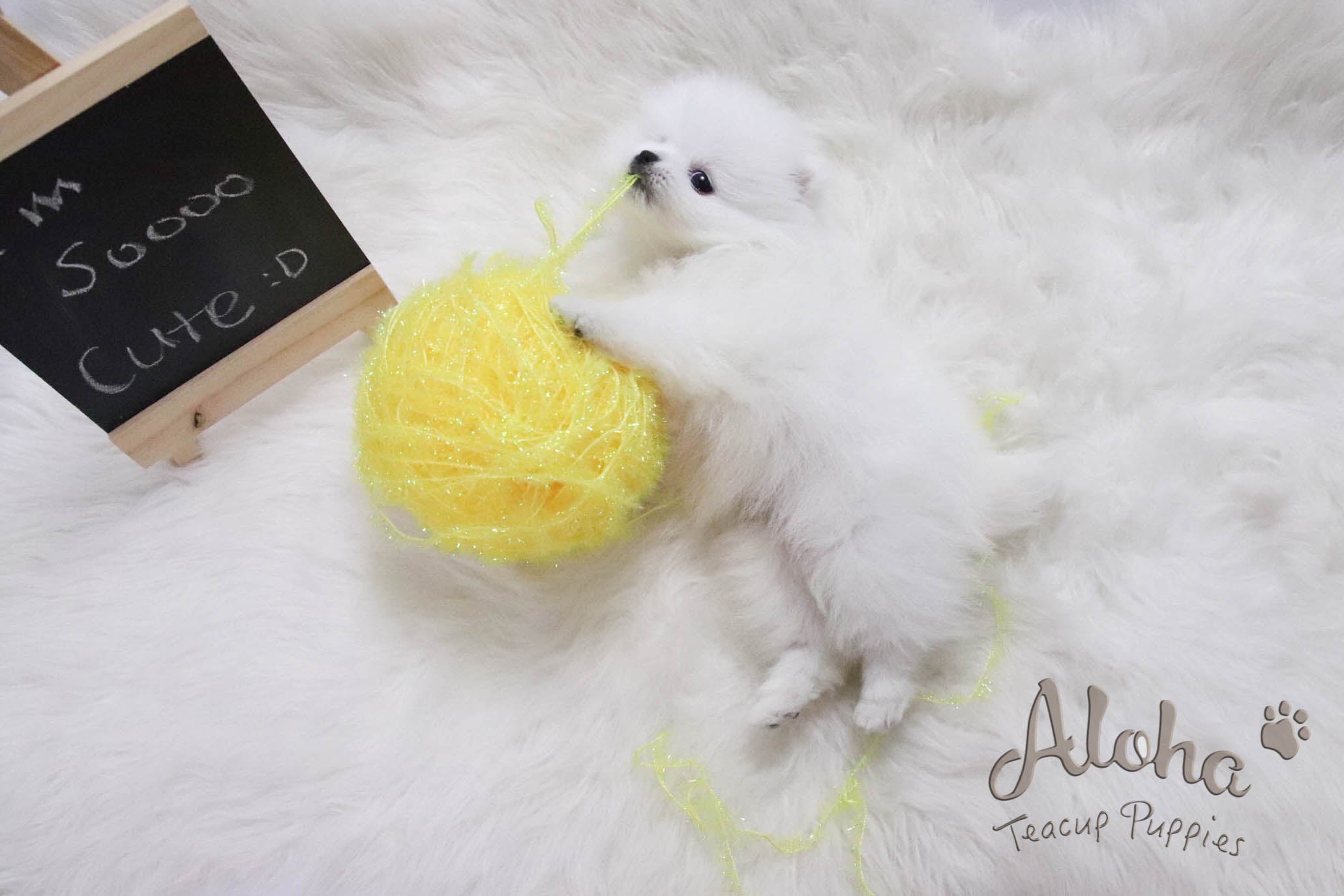 Sold to Santa, Macchiato - [Pomeranian]