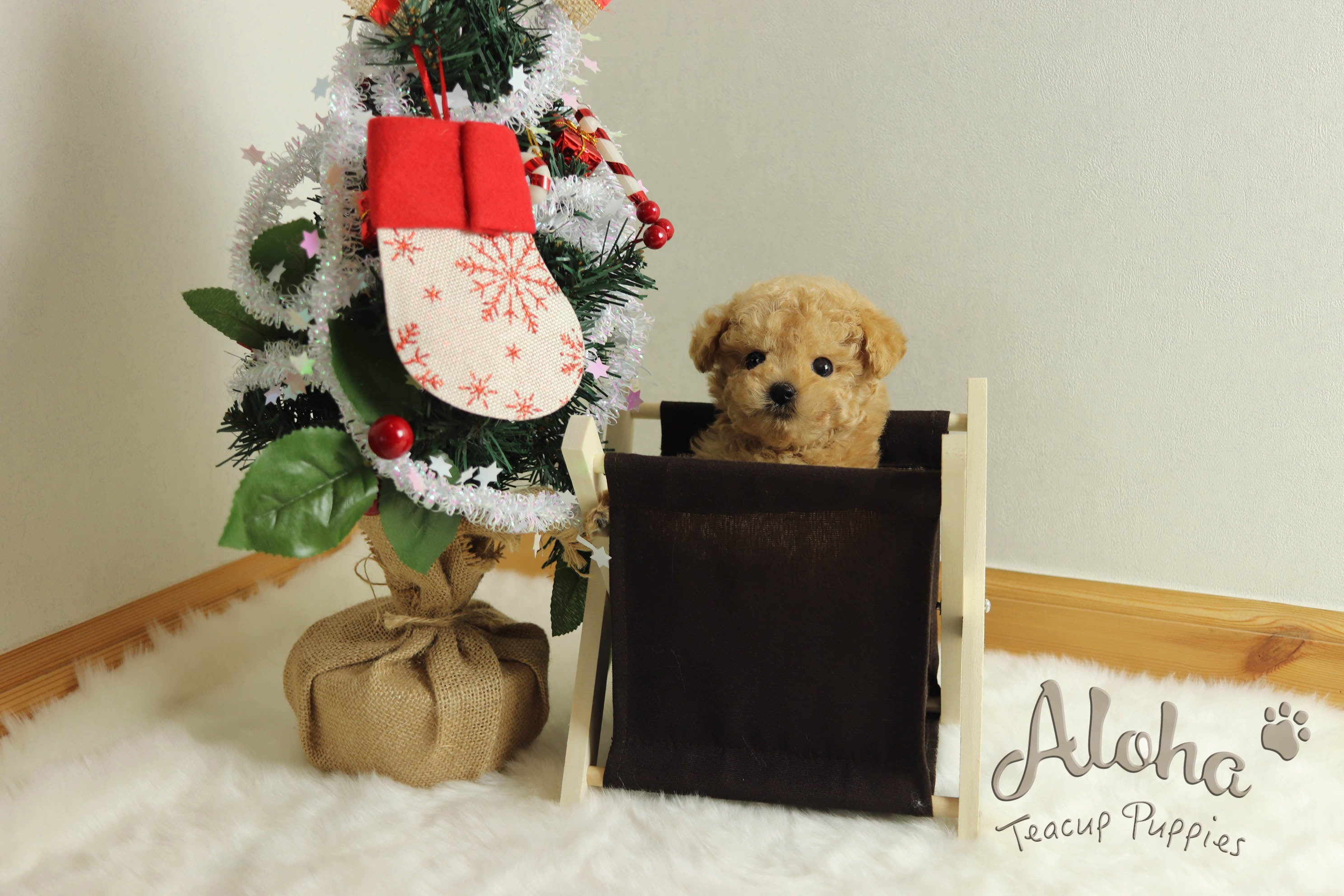 Sold to Minerva, Muffin [TEACUP POODLE]