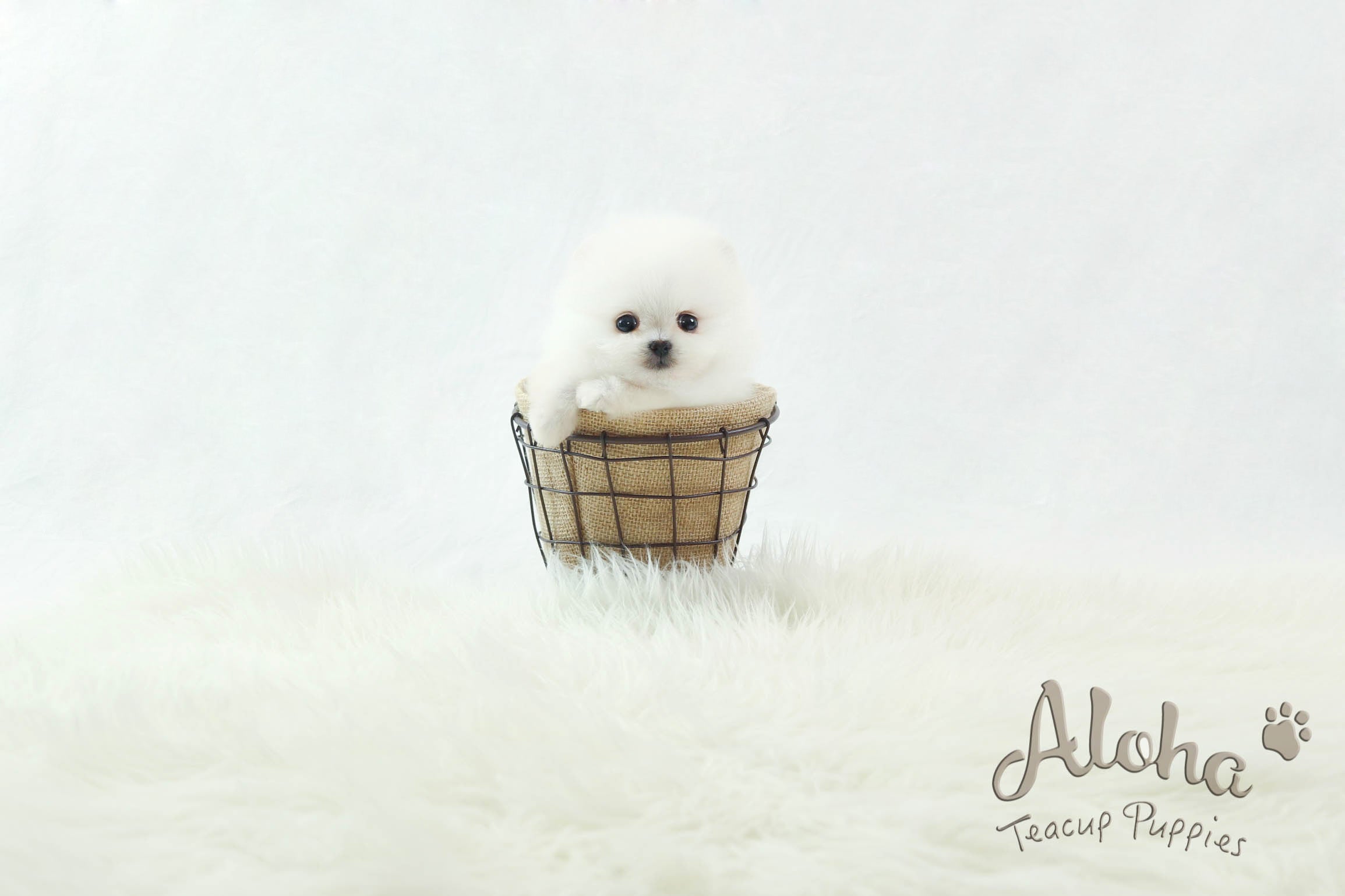 Sold to Dyana, LONDON [TEACUP POMERANIAN]