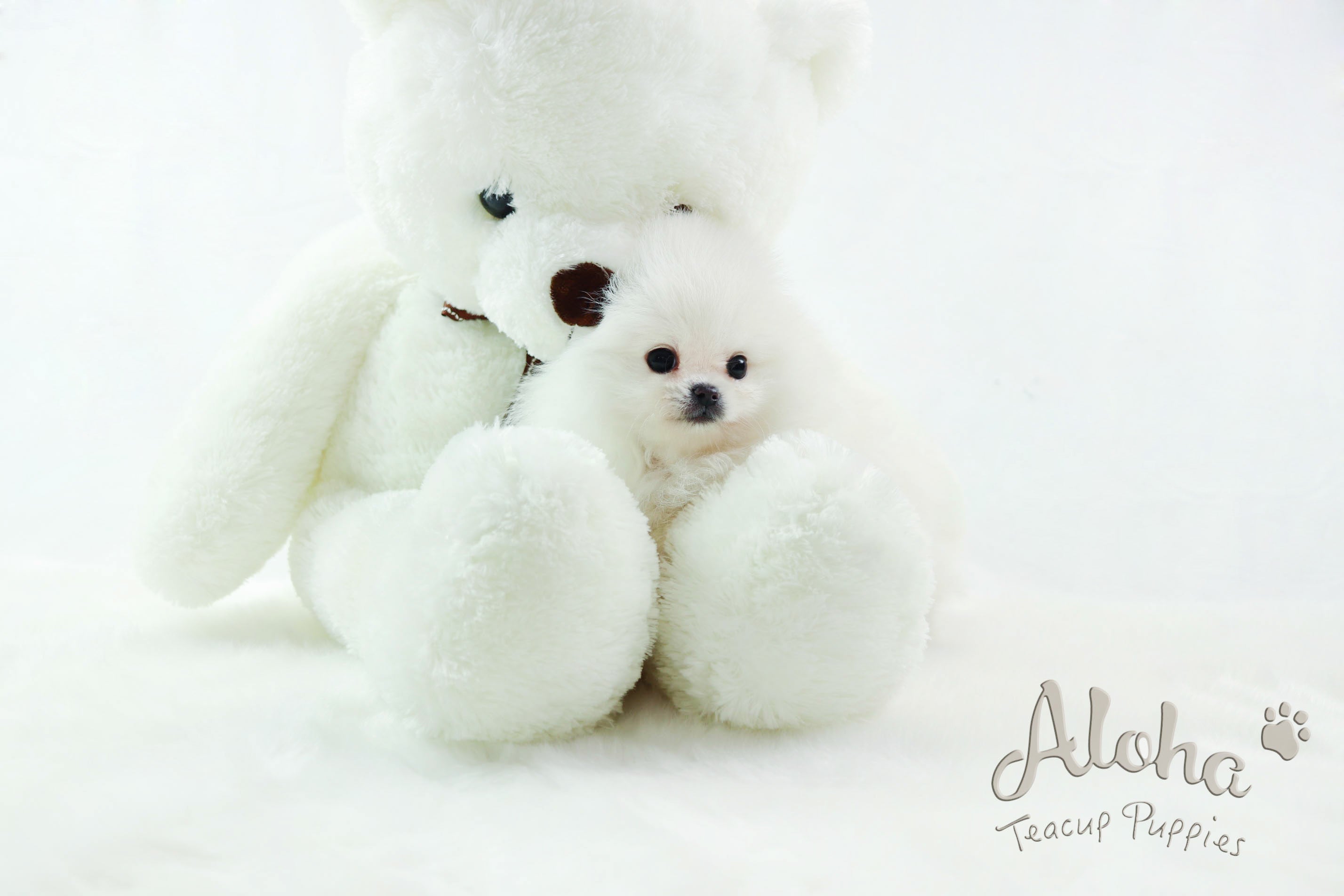Boo [Teacup Pomeranian]