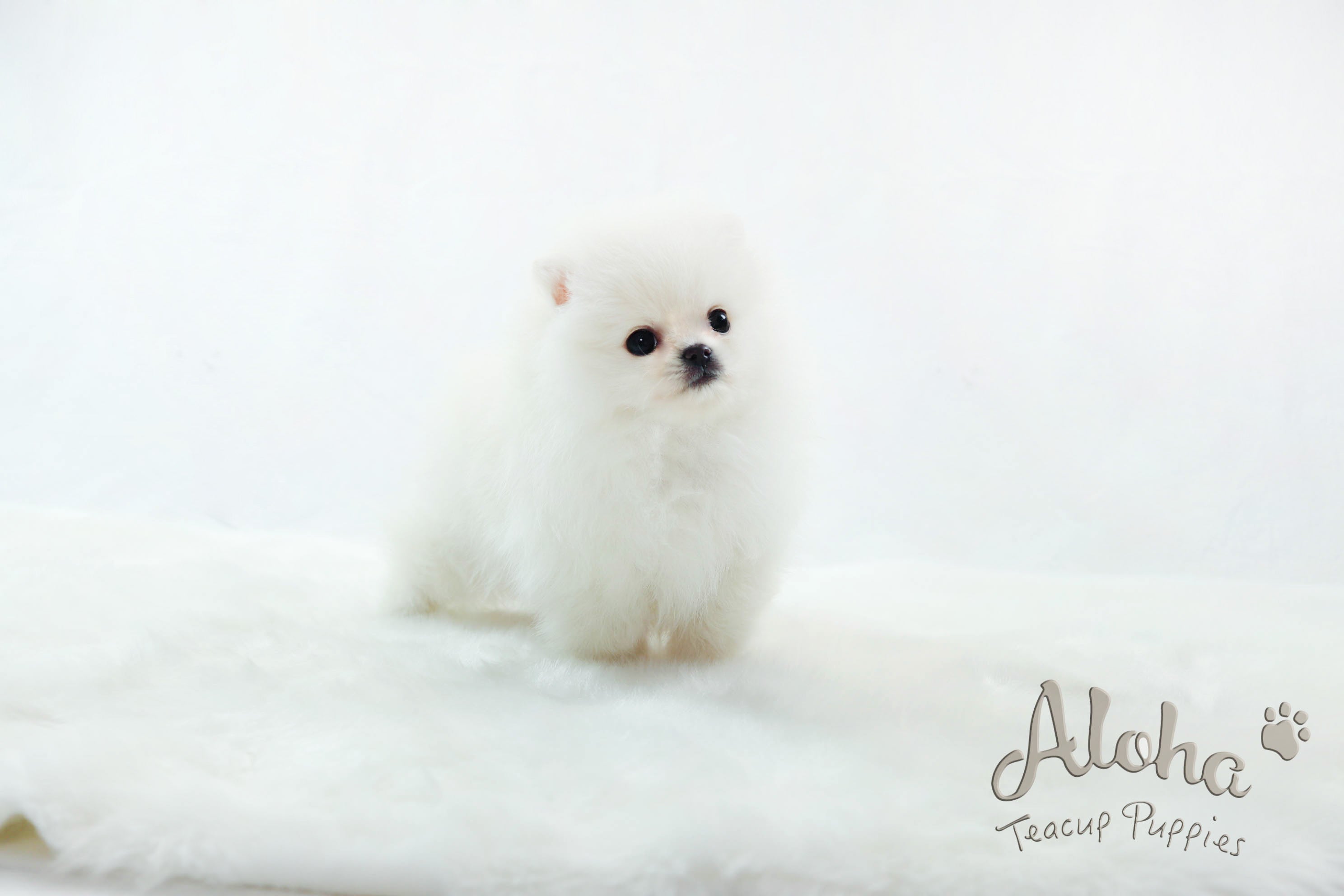 Boo [Teacup Pomeranian]