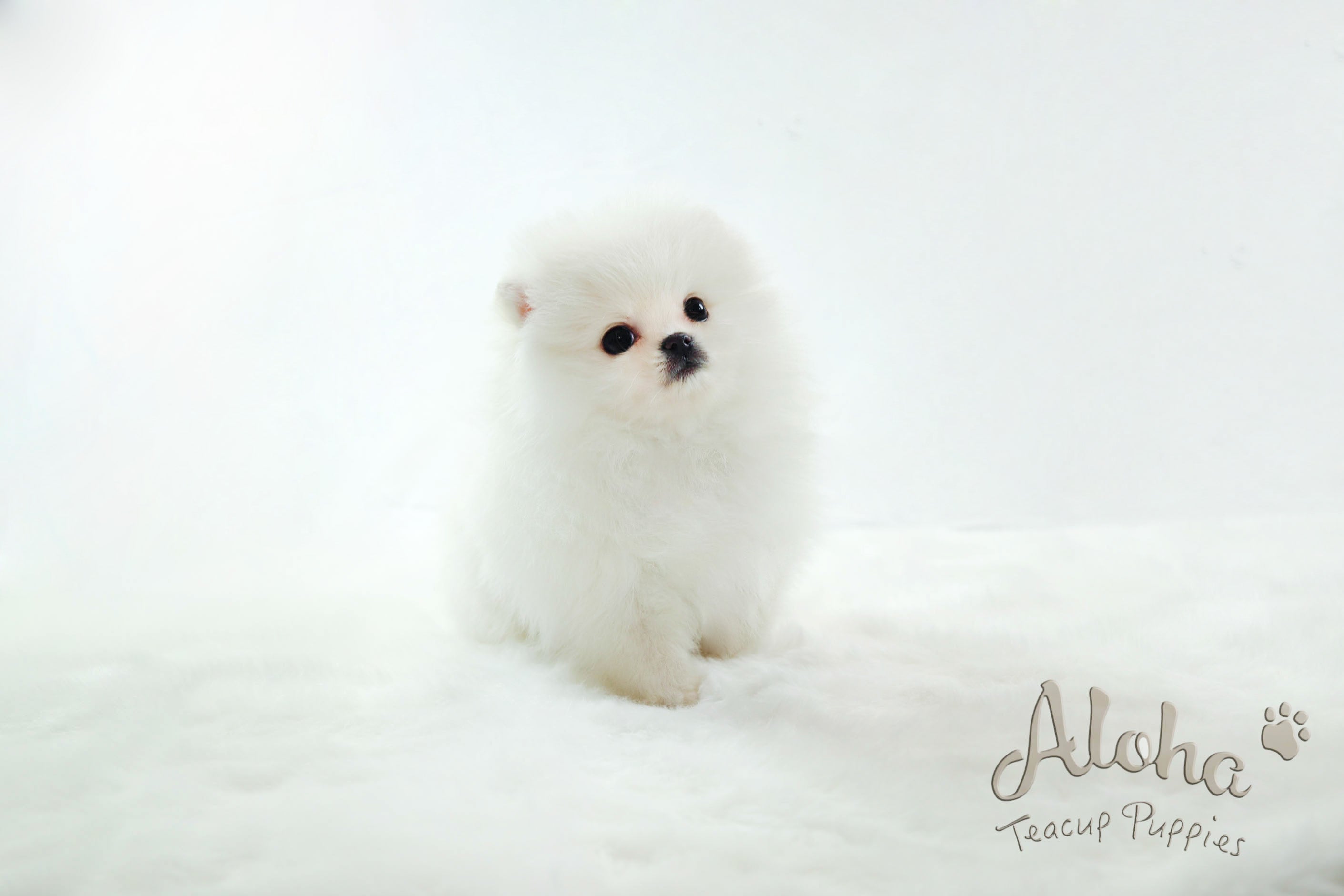 Boo [Teacup Pomeranian]