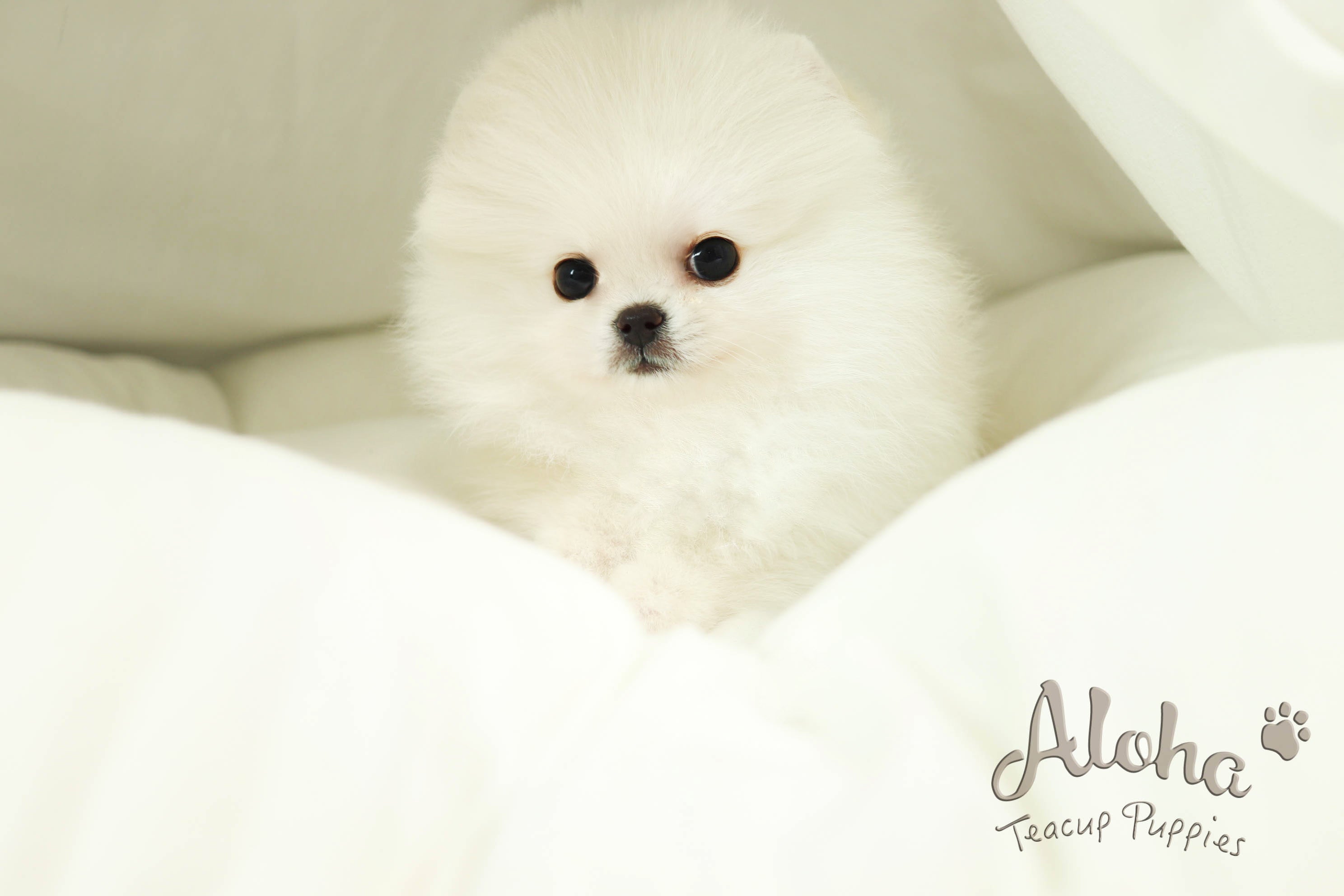 Boo [Teacup Pomeranian]