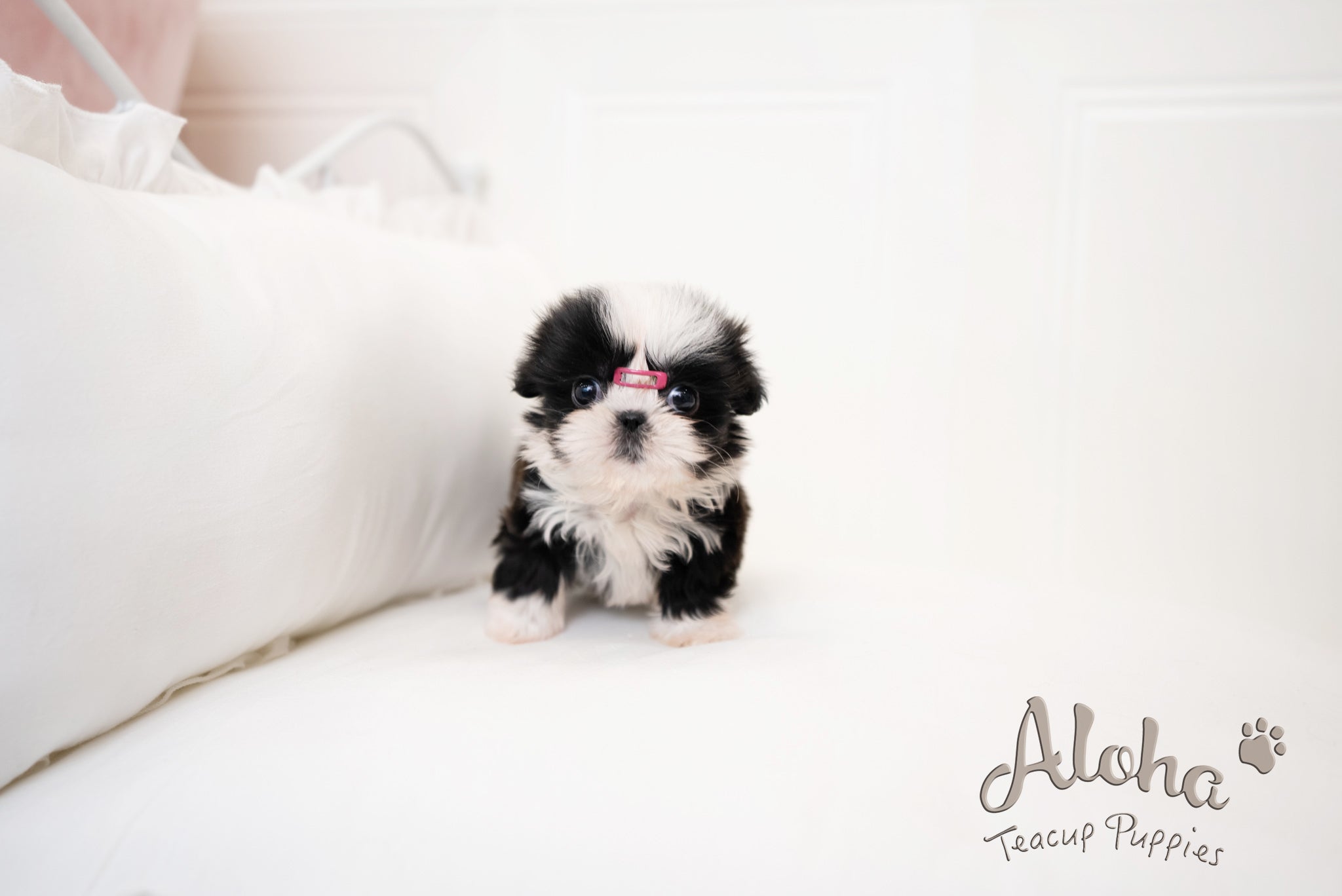Zana [TEACUP Shihtzu]