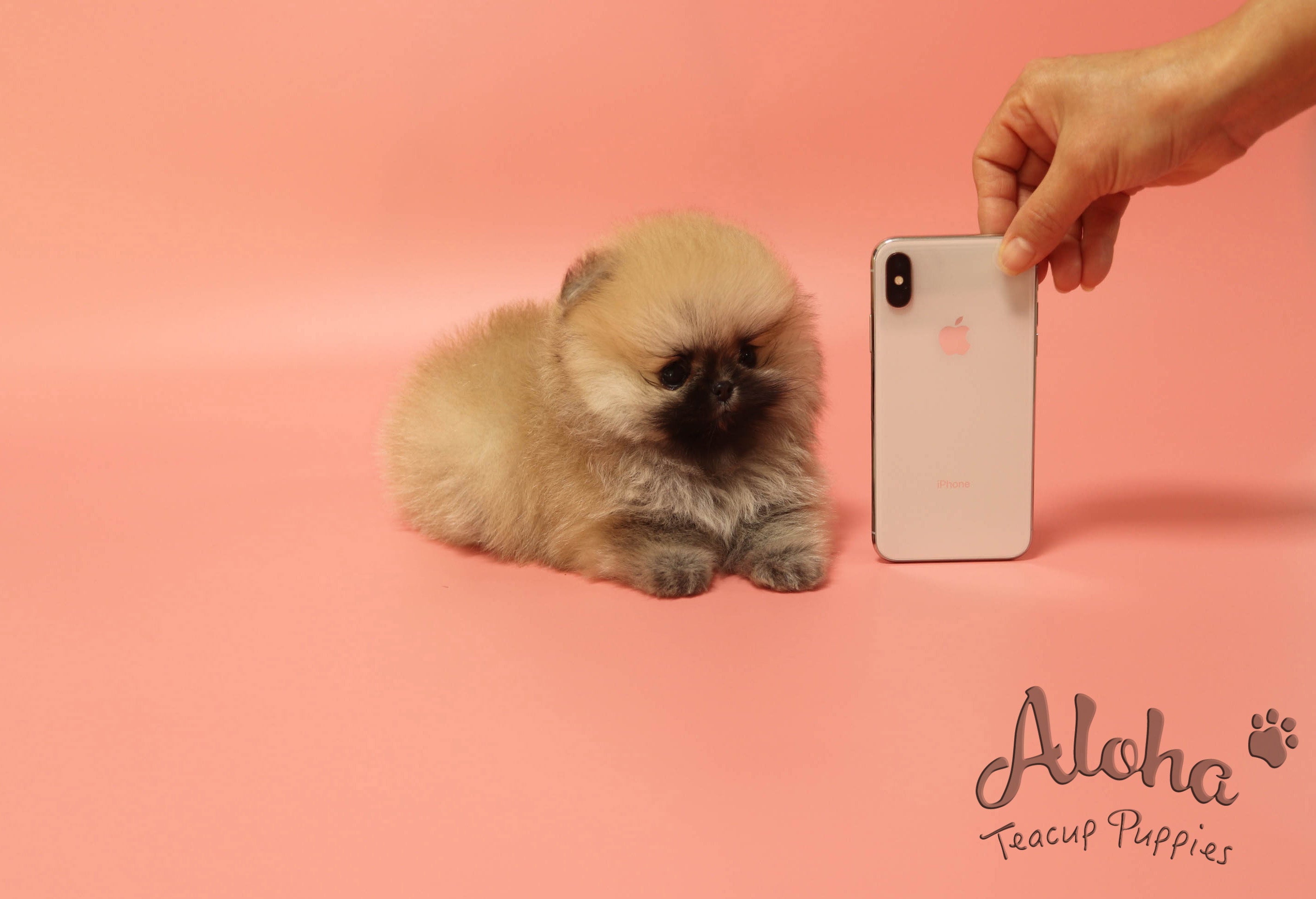 Sold to Timothy, Brownie [TEACUP Pomeranian]