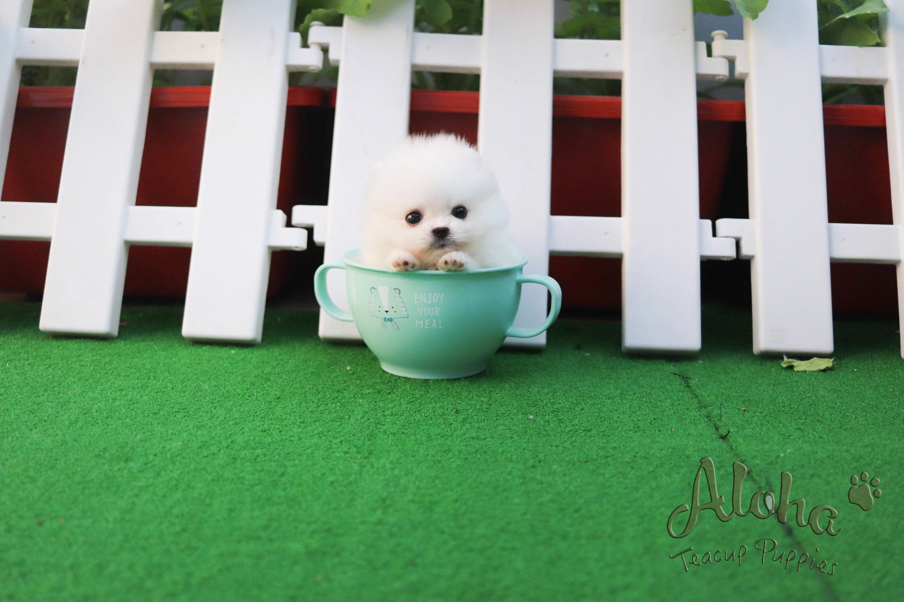 Elsa [TEACUP POMERANIAN]