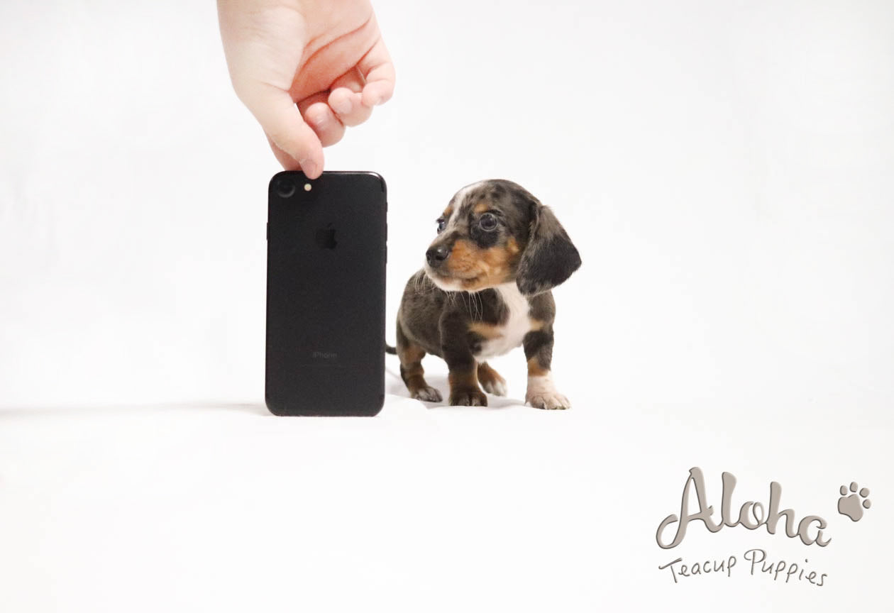 Vendida a Eva, BELLA - [Dachshund Miniatura]