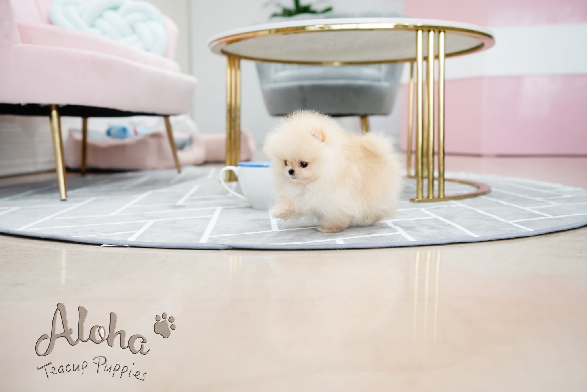 Clara [TEACUP POMERANIAN]