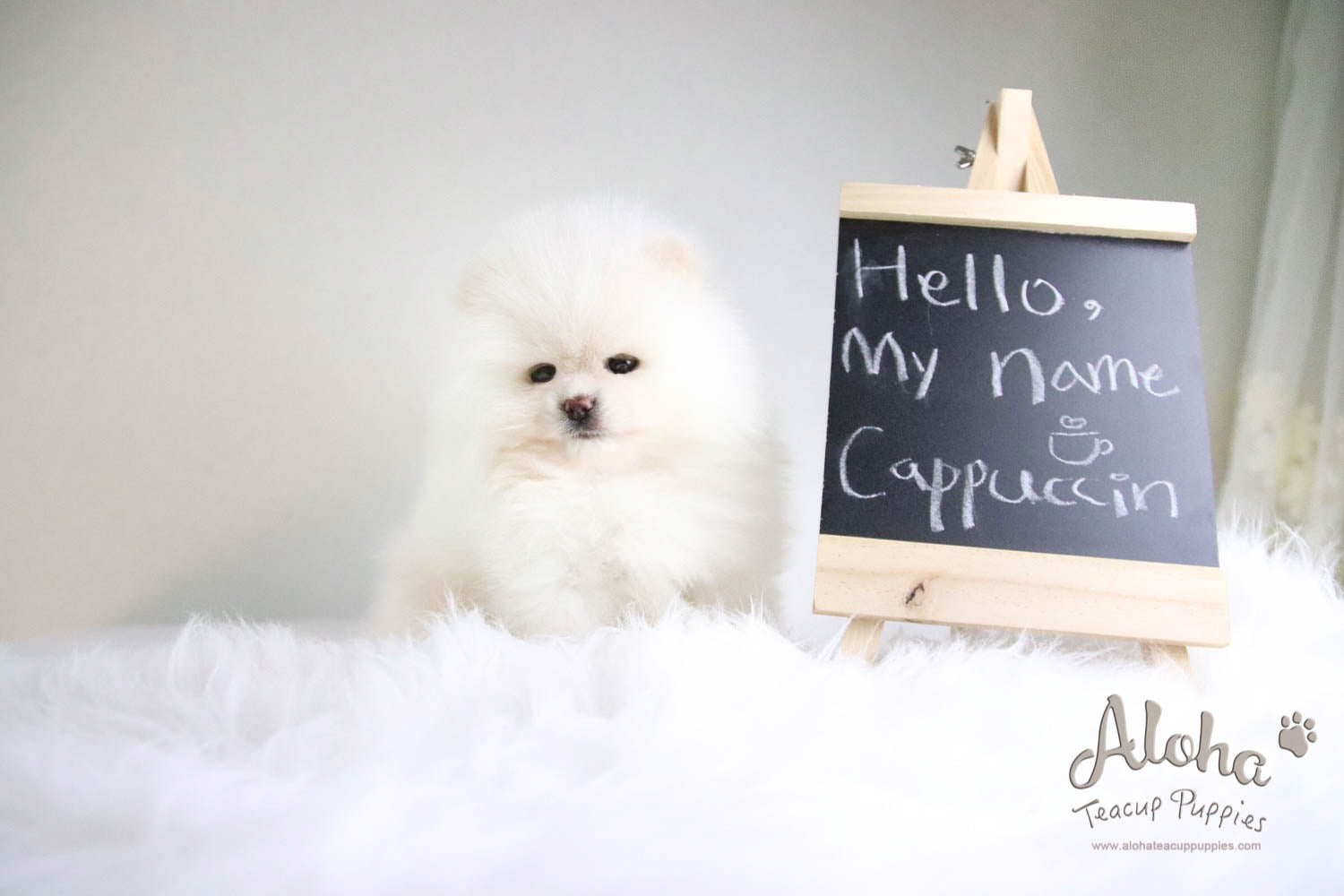 Cappuccino - [Pomeranian] - Reserved by Candide Monette