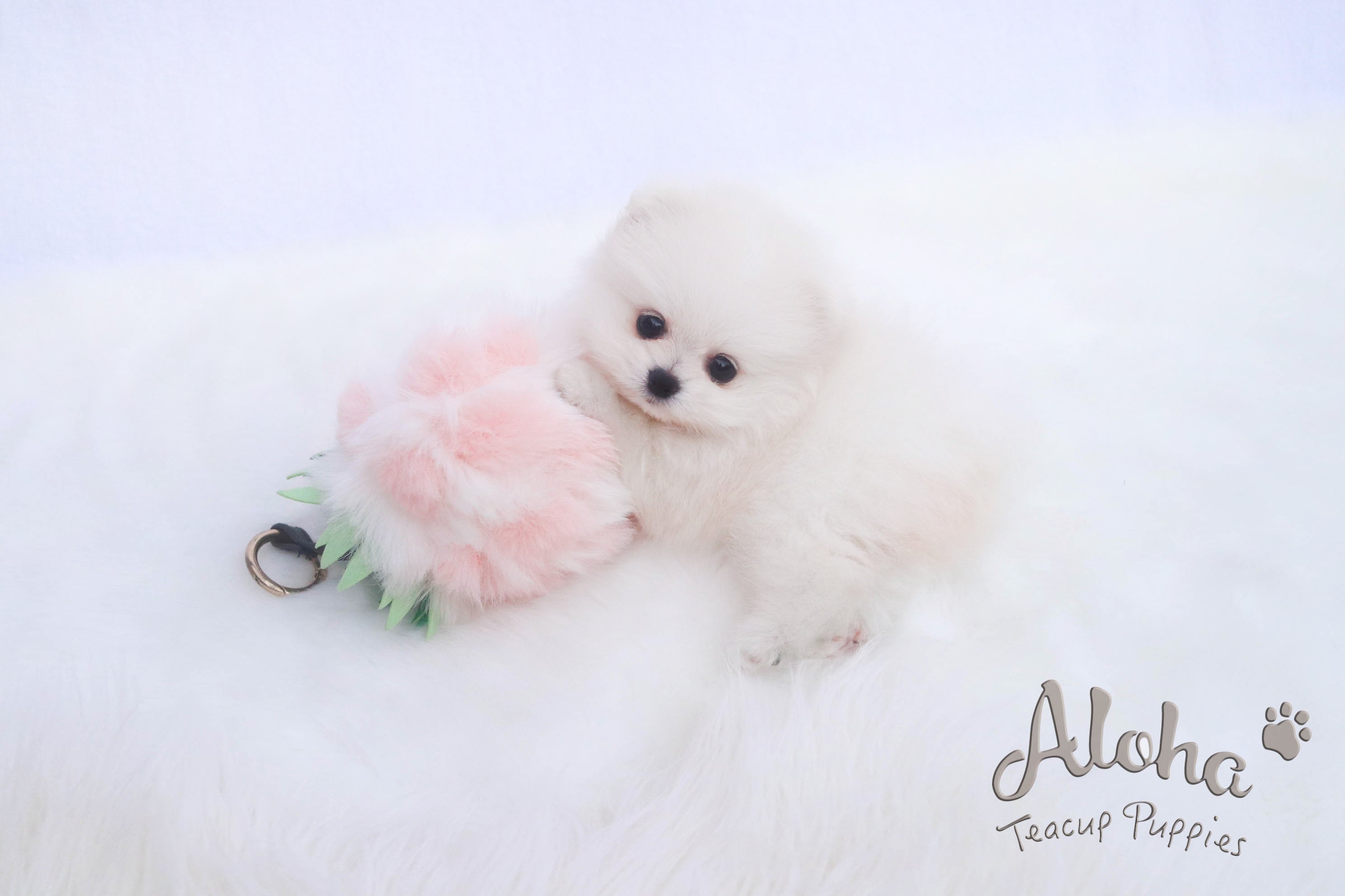 Vendido a Eric, LILY - [Pomerania Toy]