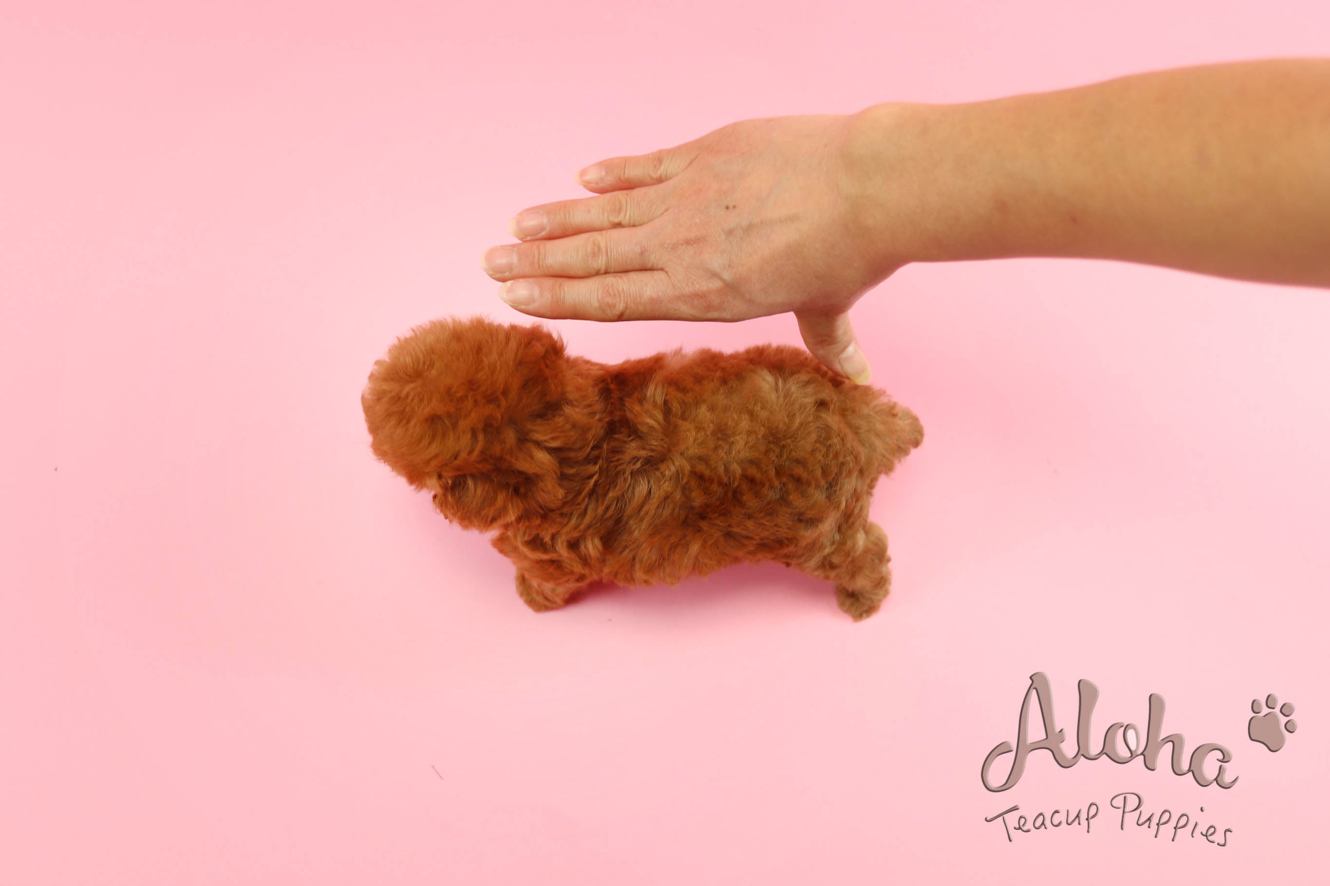 Vendido a Anita, CHANEL [Caniche]