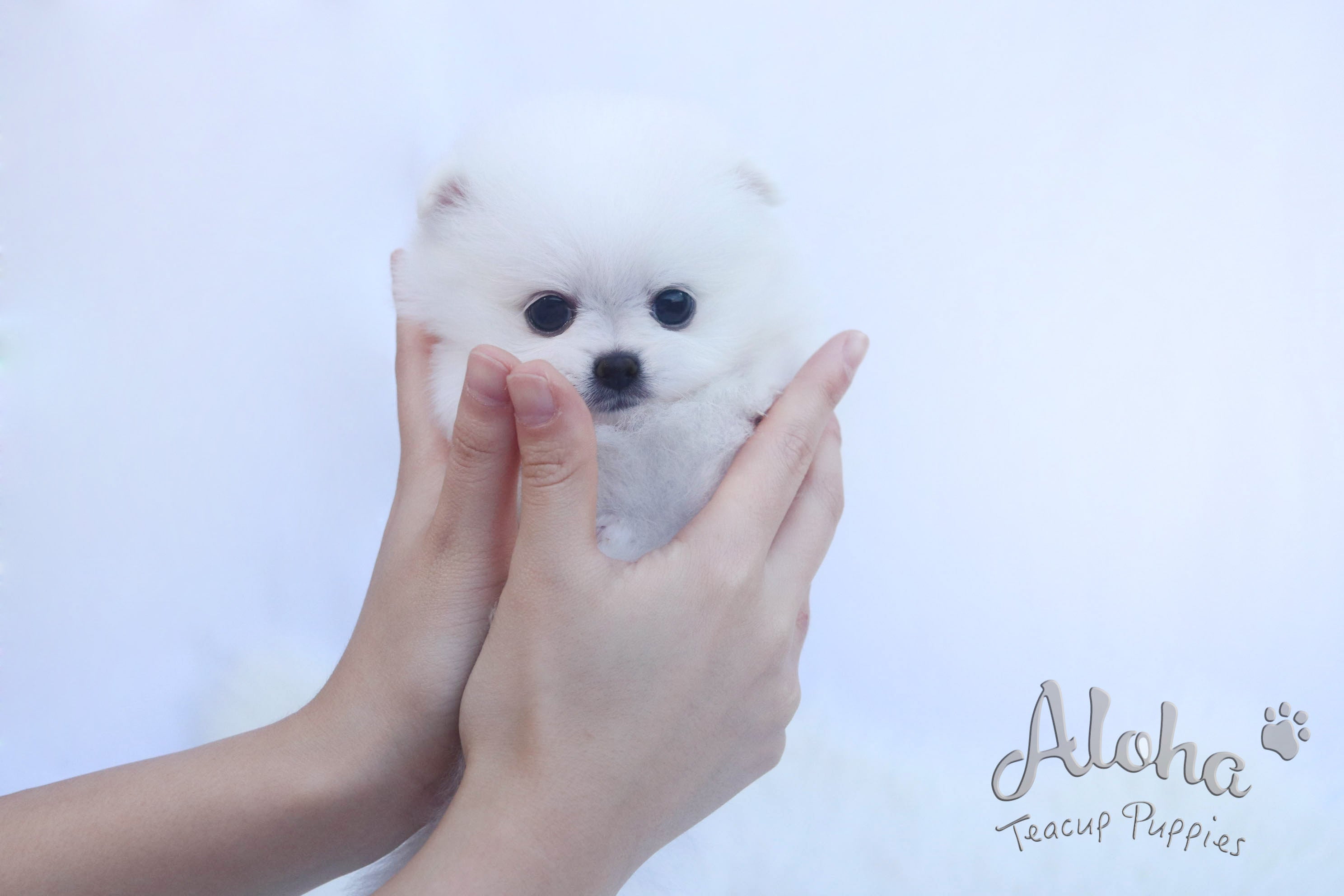 Sold to T, DAISY - [Teacup Pomeranian]
