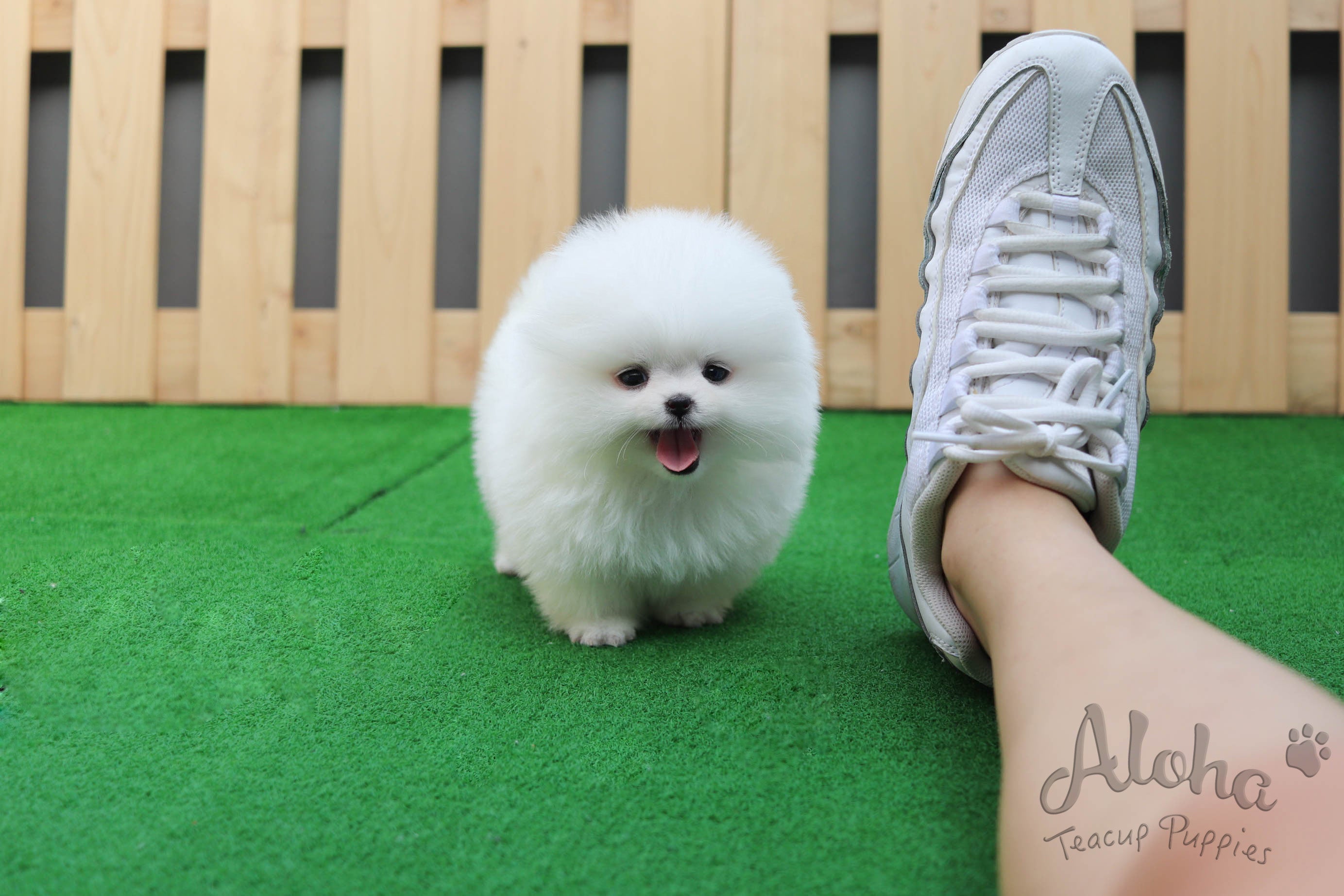 Vendido a Natalie, Latte [Pomerania Toy]