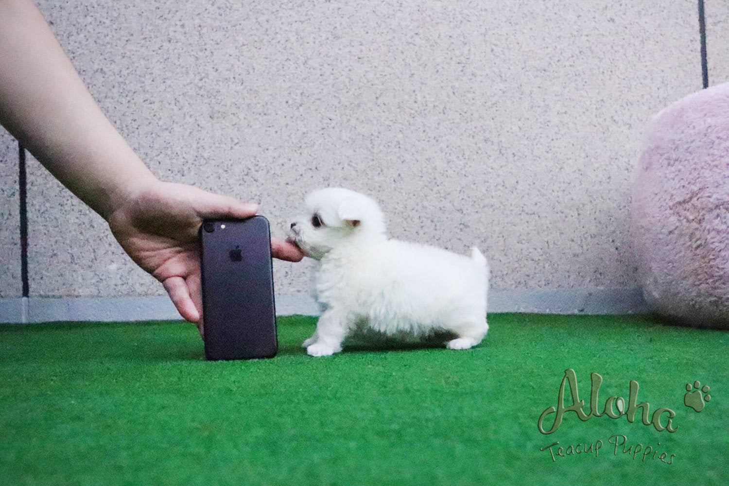 Sold to Alex, LEO - [Teacup Maltese]