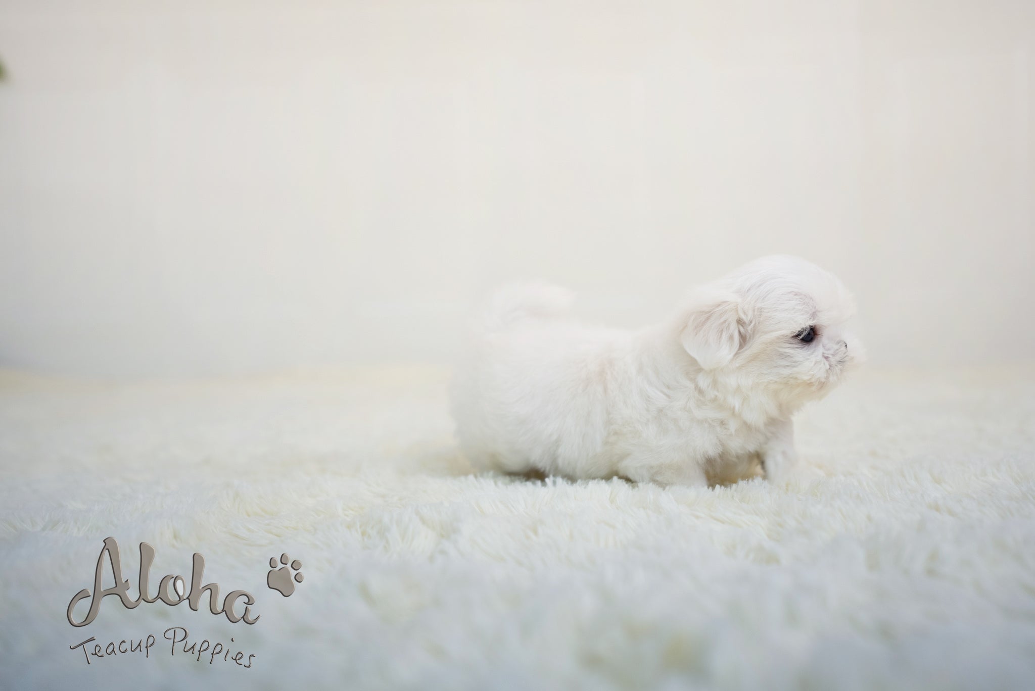 Benjamin [TEACUP MALTESE]