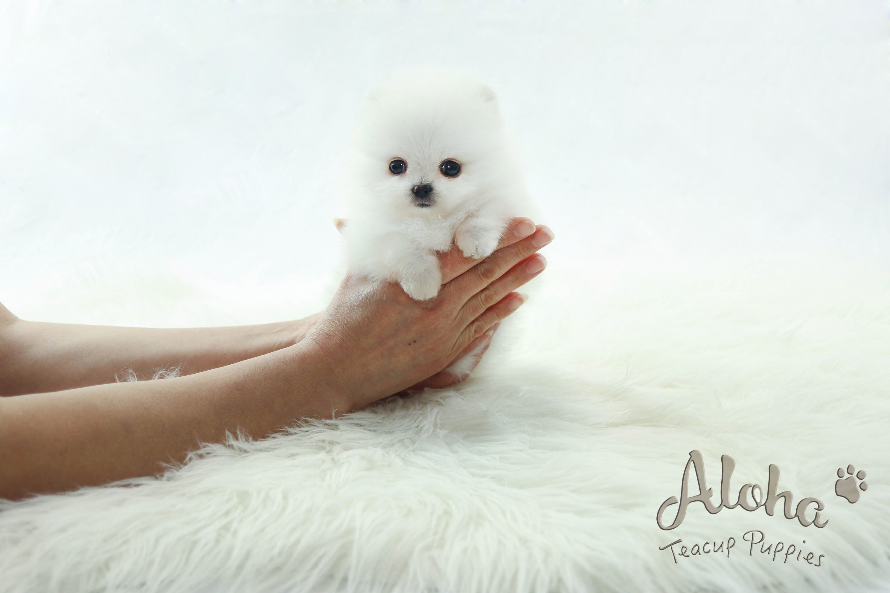 Sold to Dyana, LONDON [TEACUP POMERANIAN]