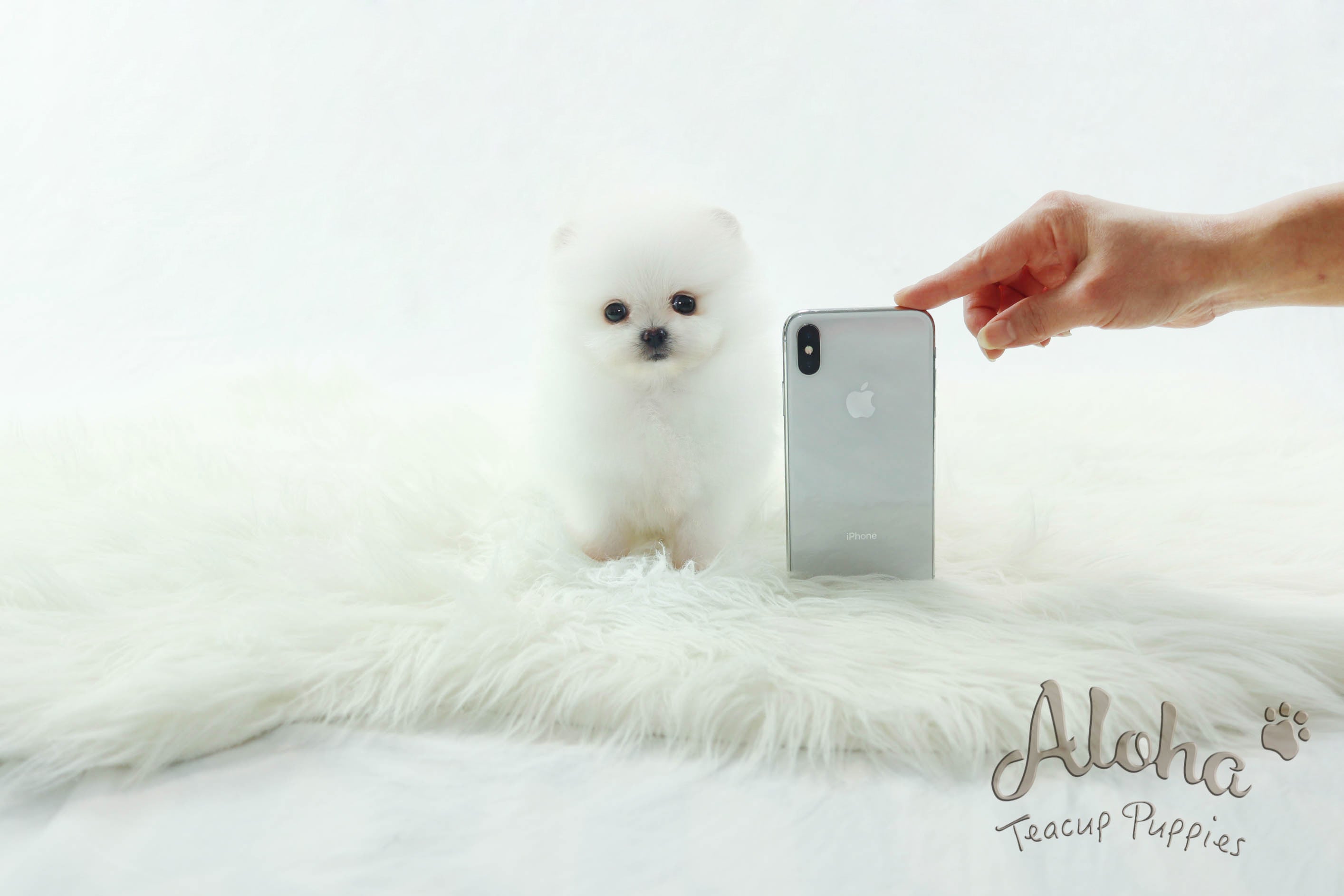 Sold to Dyana, LONDON [TEACUP POMERANIAN]
