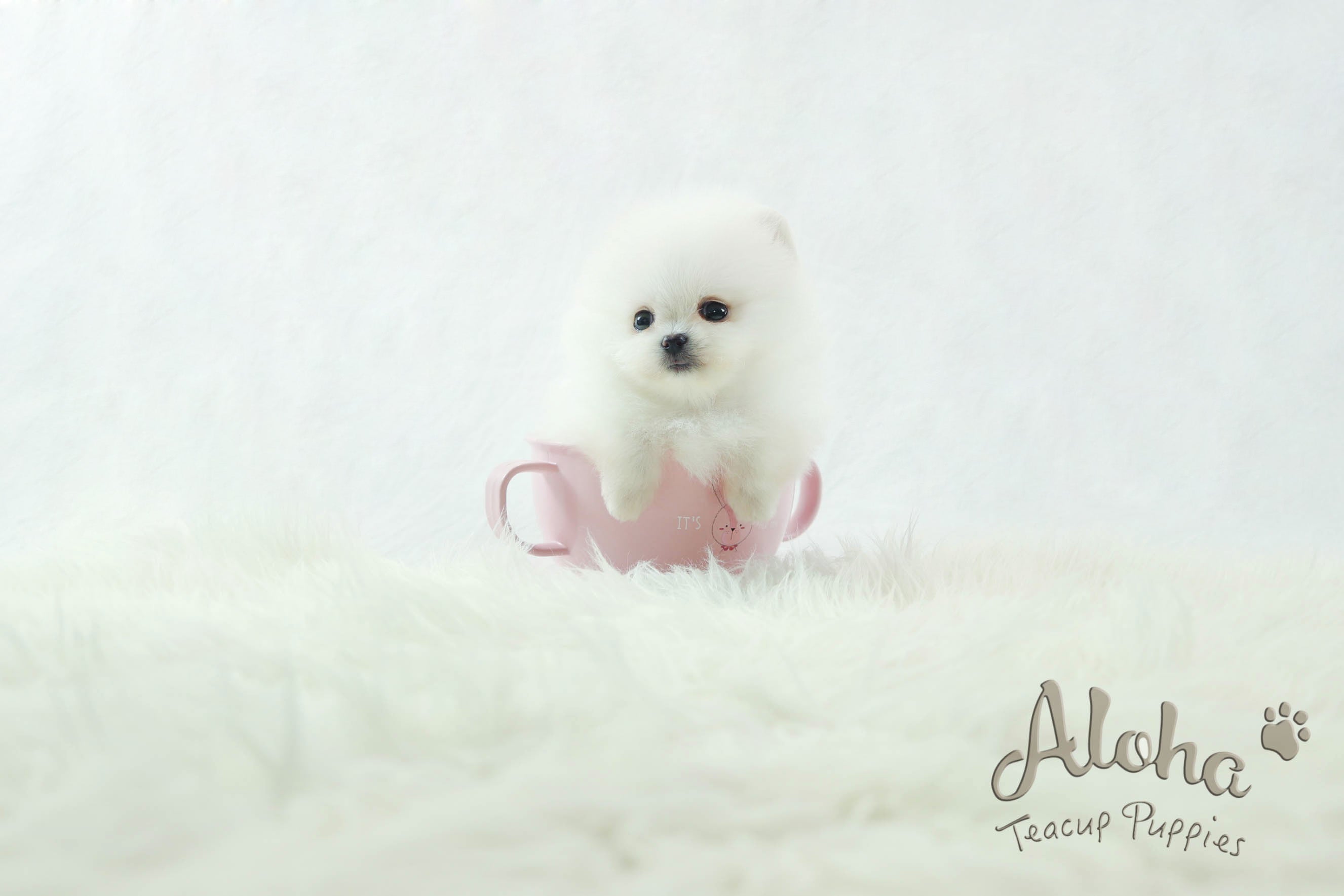 Sold to Dyana, LONDON [TEACUP POMERANIAN]