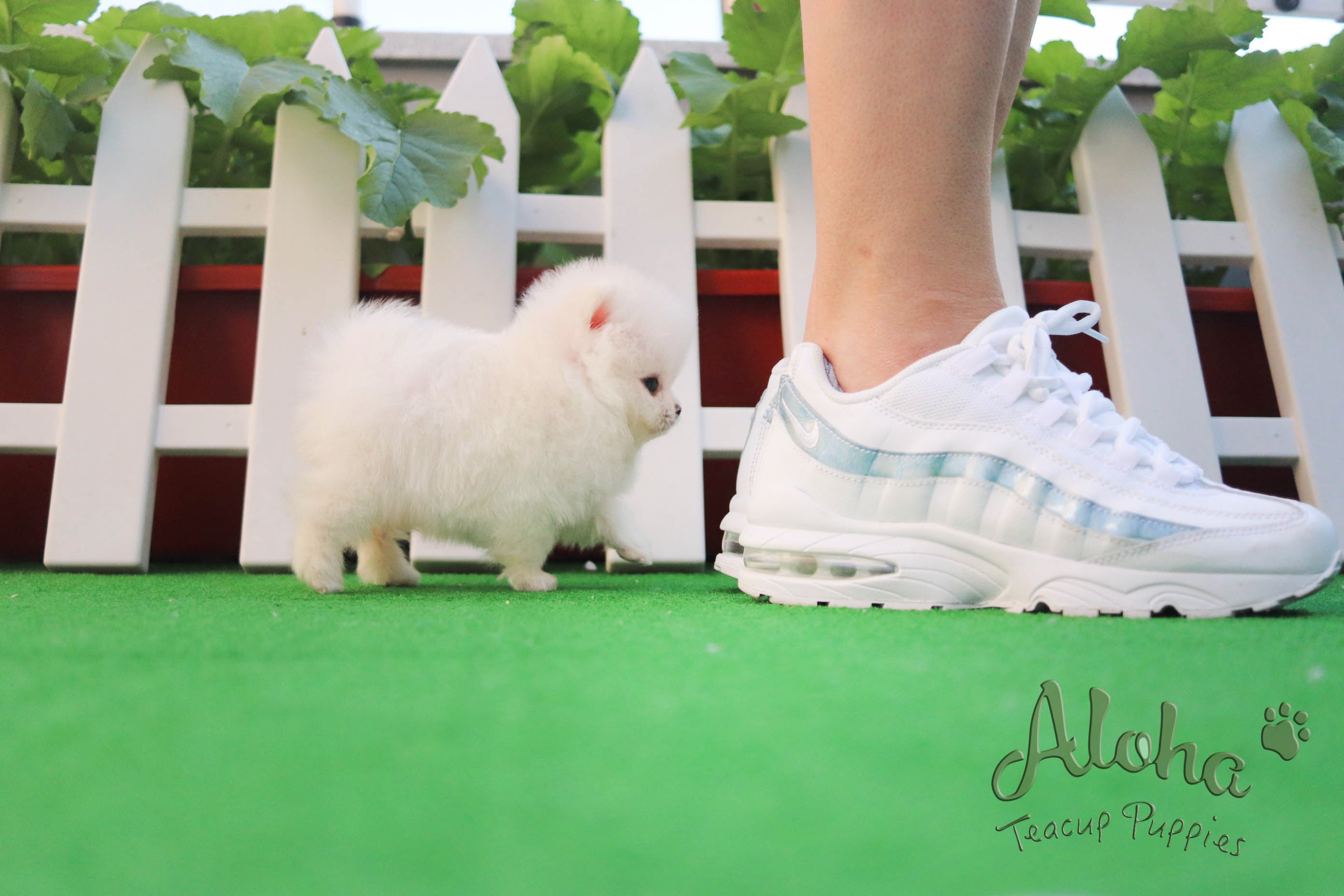 Elsa [TEACUP POMERANIAN]