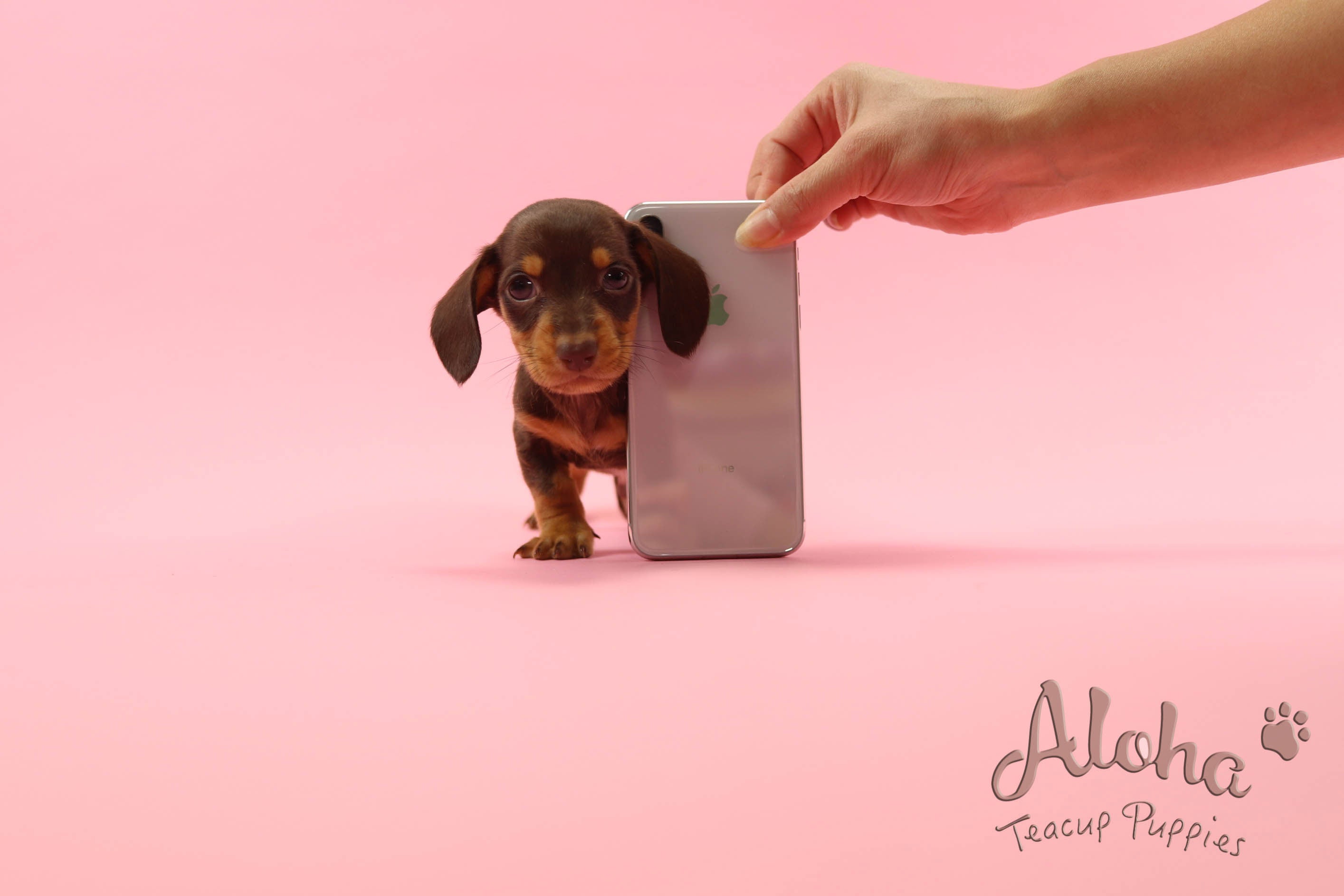 Sold to Chantal, Bob [Teacup Dachshund]
