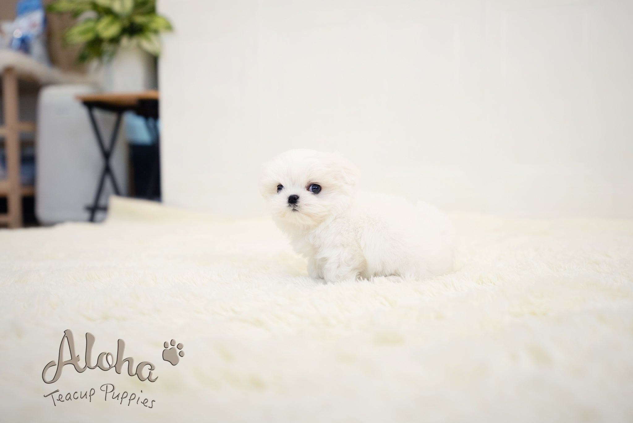 Benjamin [TEACUP MALTESE]