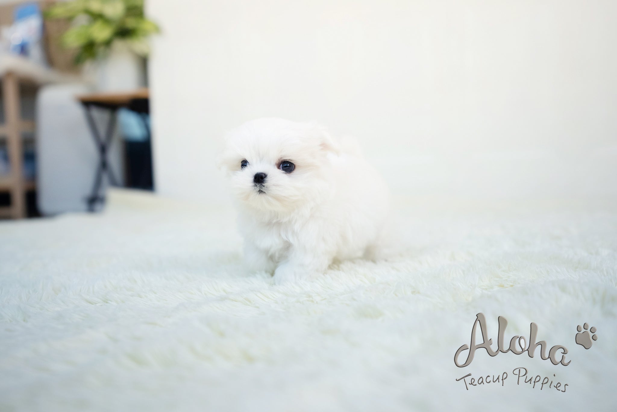Benjamin [TEACUP MALTESE]