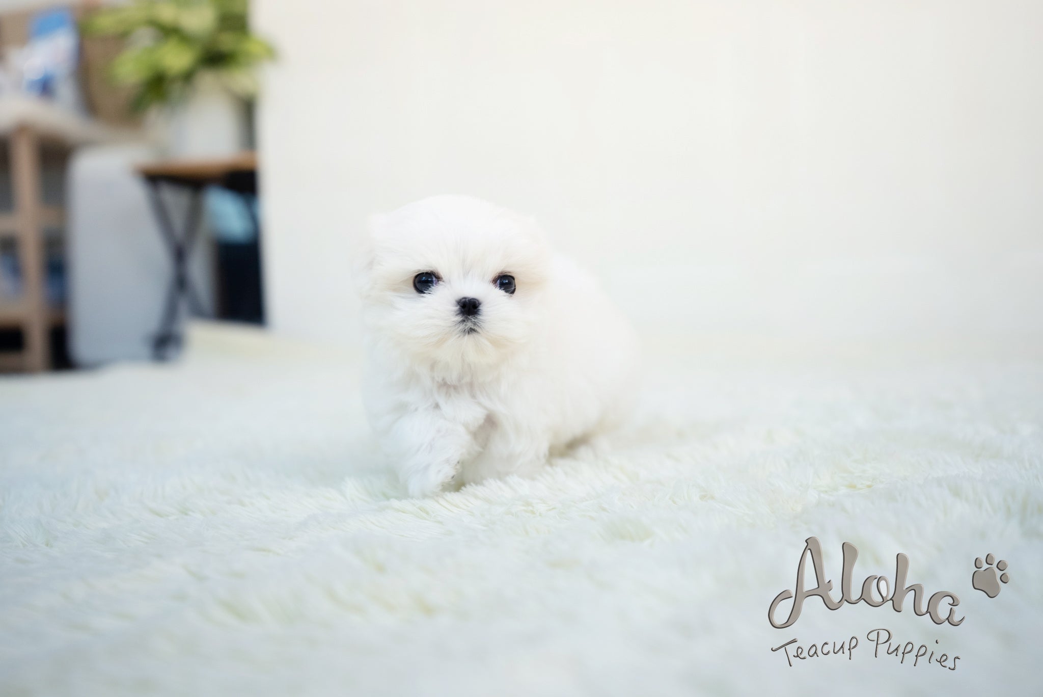 Benjamin [TEACUP MALTESE]