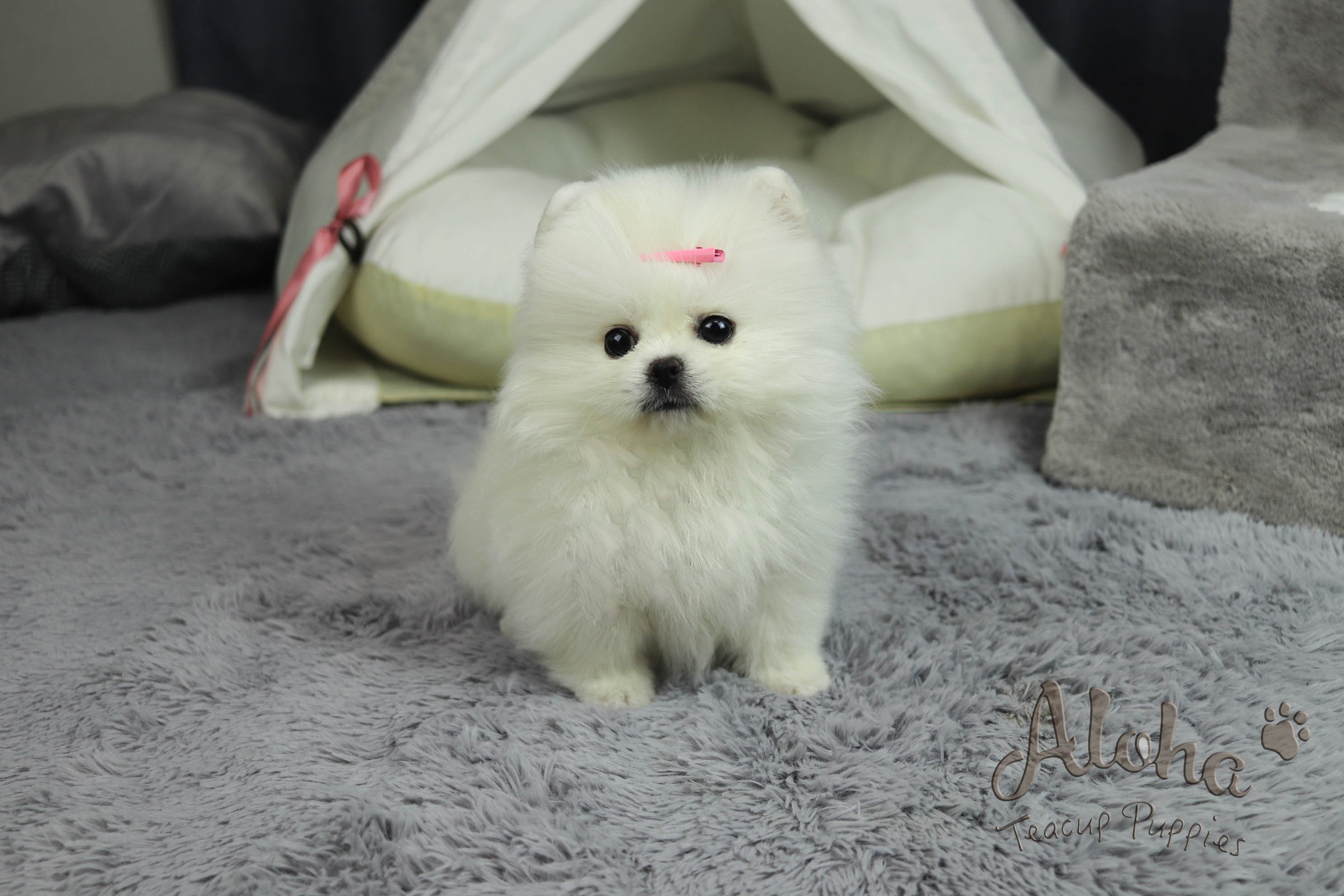 Vendido a Paul, Cartier [Pomerania tacita de té]