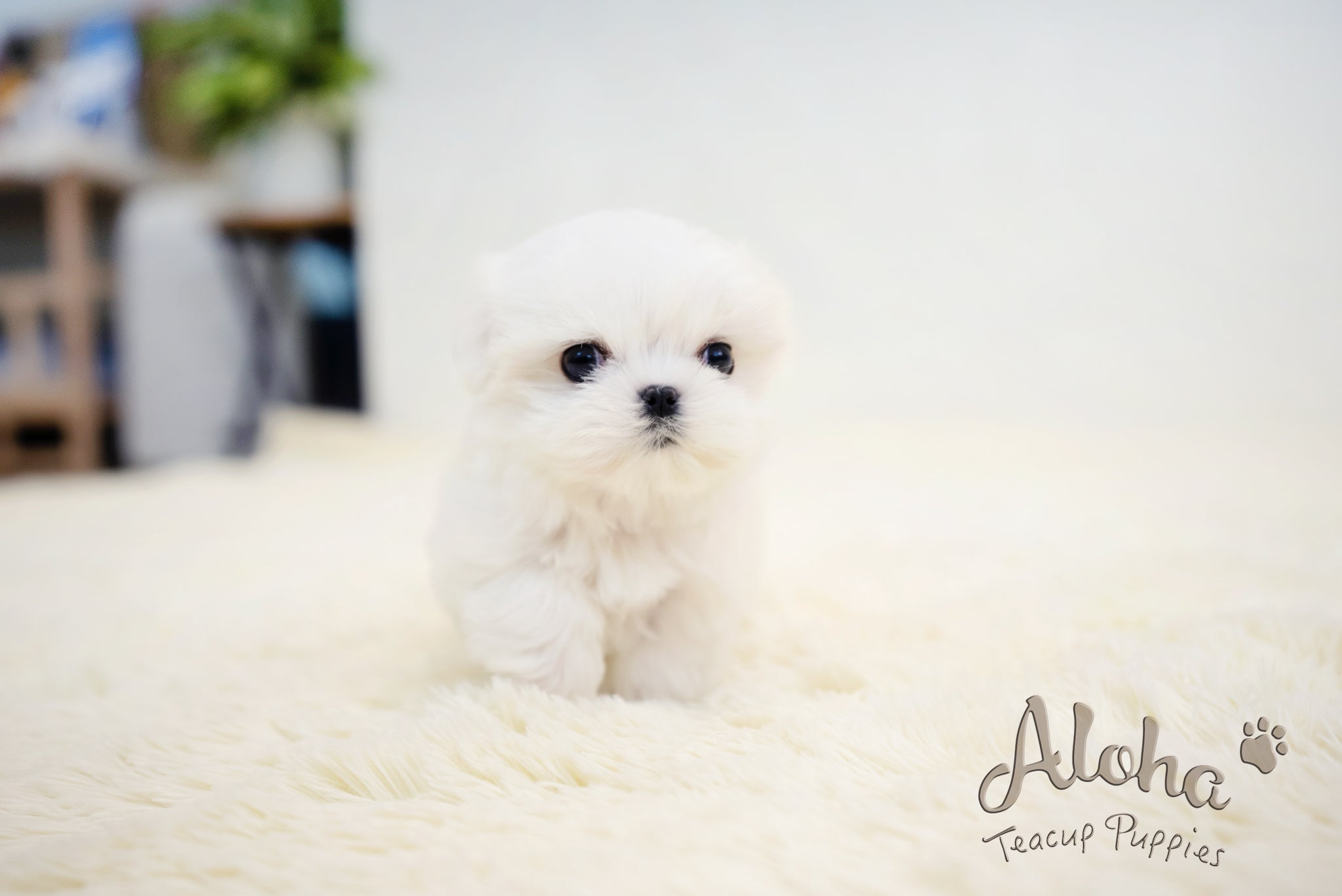 Benjamin [TEACUP MALTESE]