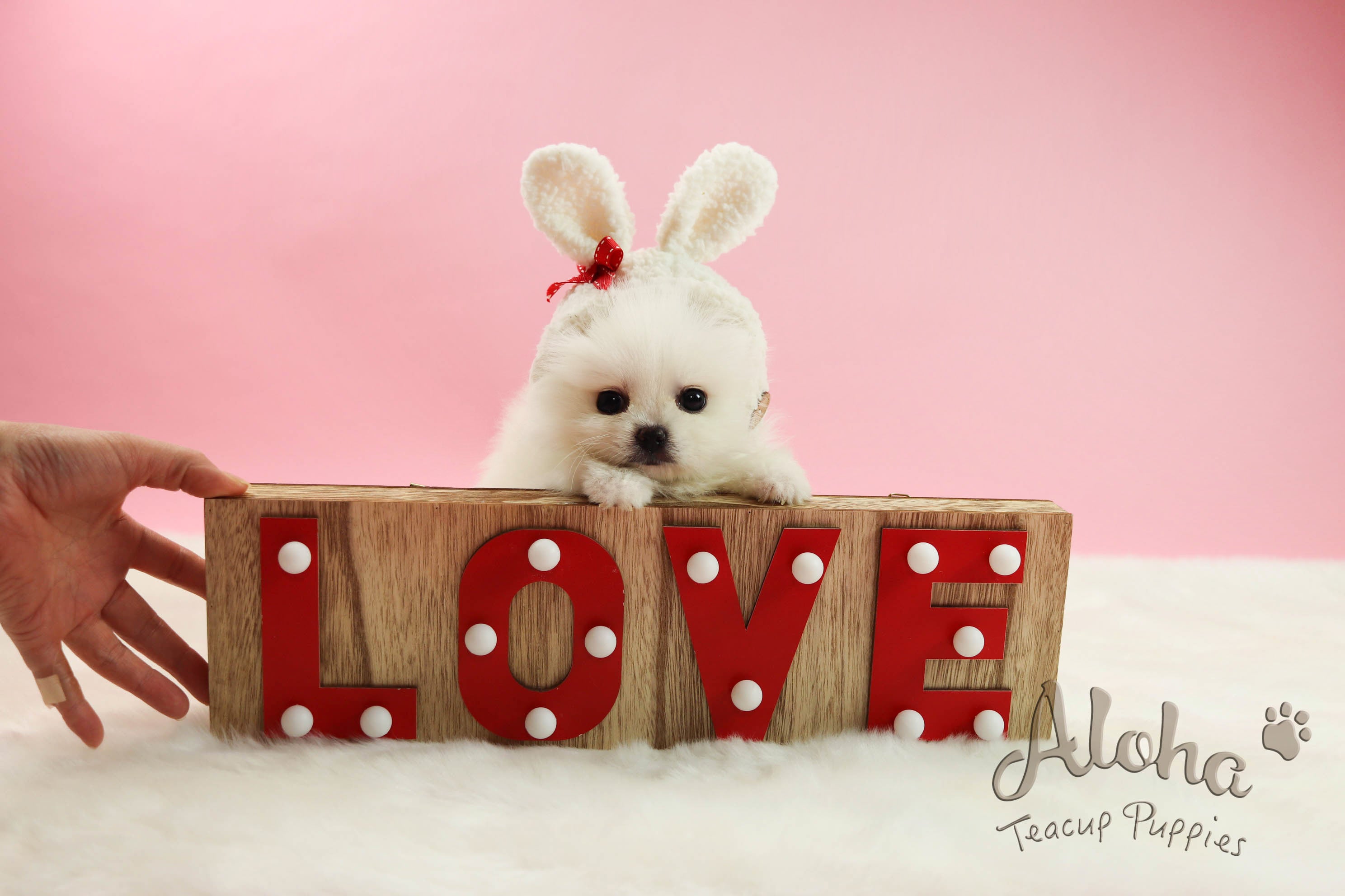 Sold to Paul, Cartier [Teacup Pomeranian]