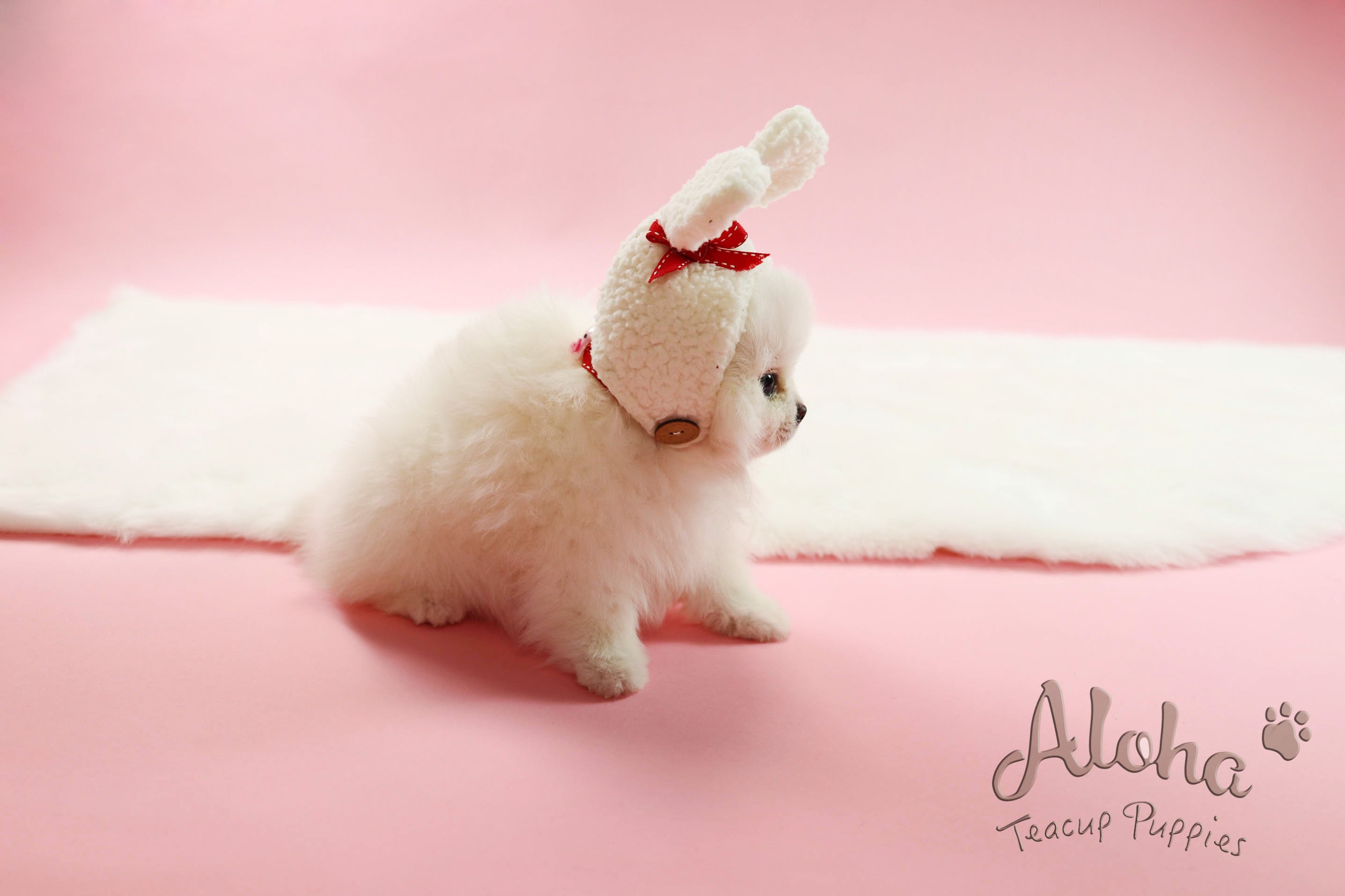 Sold to Paul, Cartier [Teacup Pomeranian]