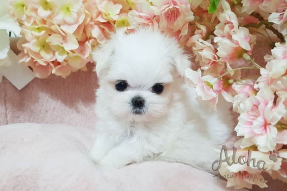 Melon [TEACUP MALTESE]