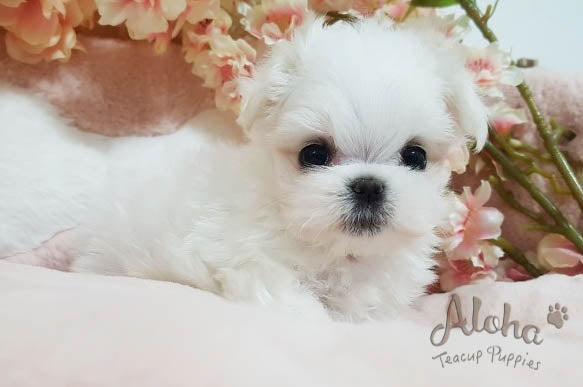 Melon [TEACUP MALTESE]