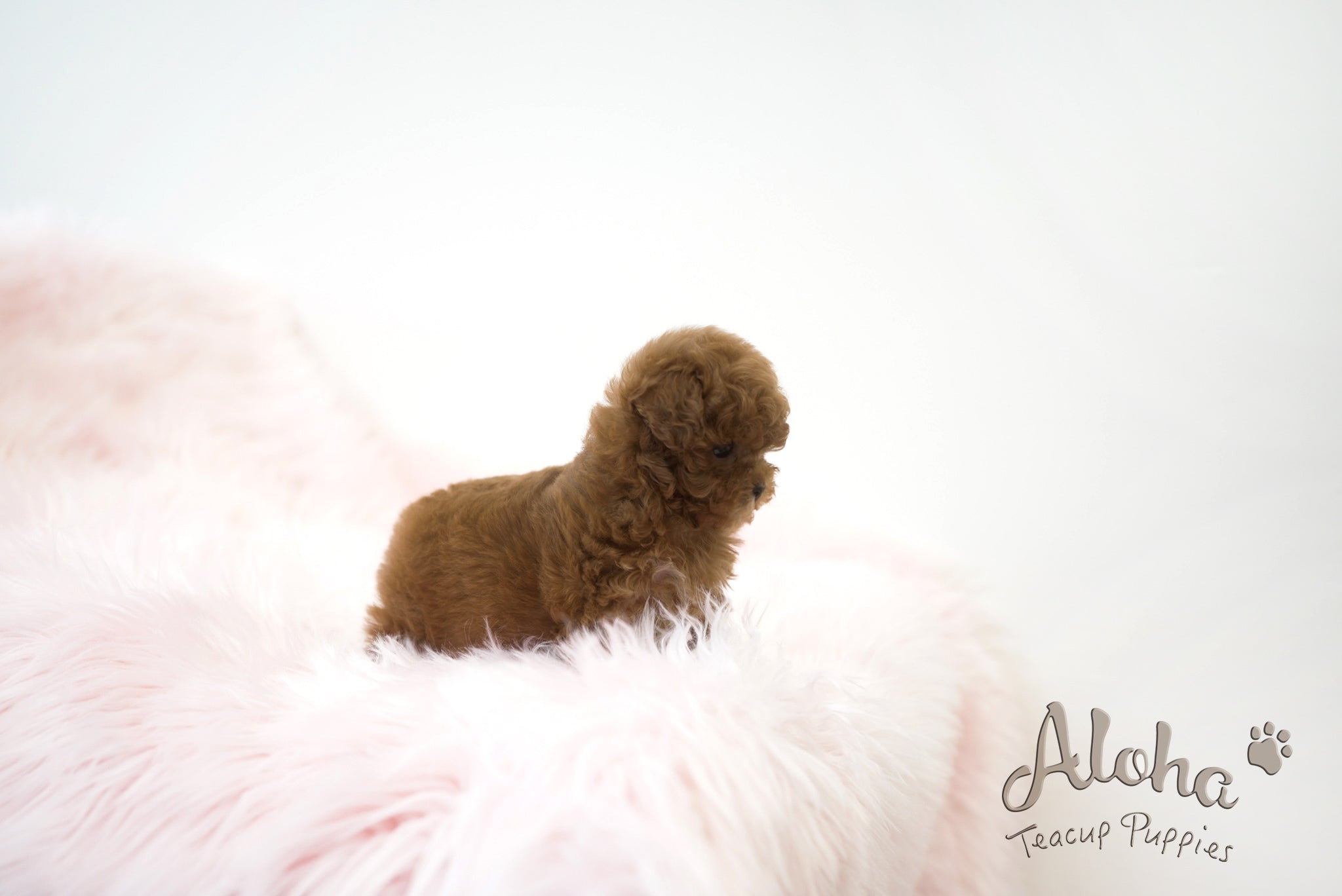 Lizzy [TEACUP POODLE]