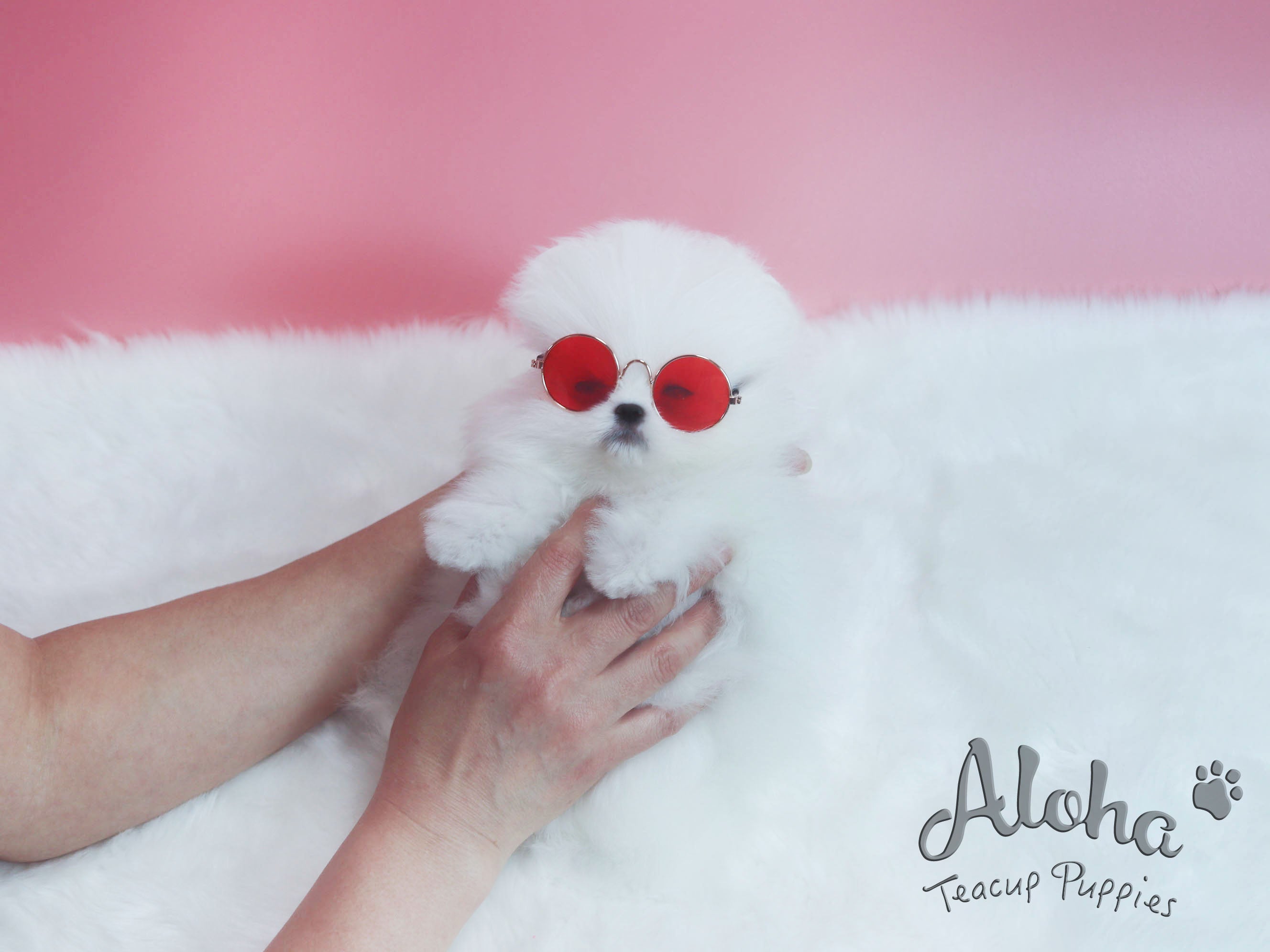 Sold to Alexandra, Princess [TEACUP POMERANIAN]