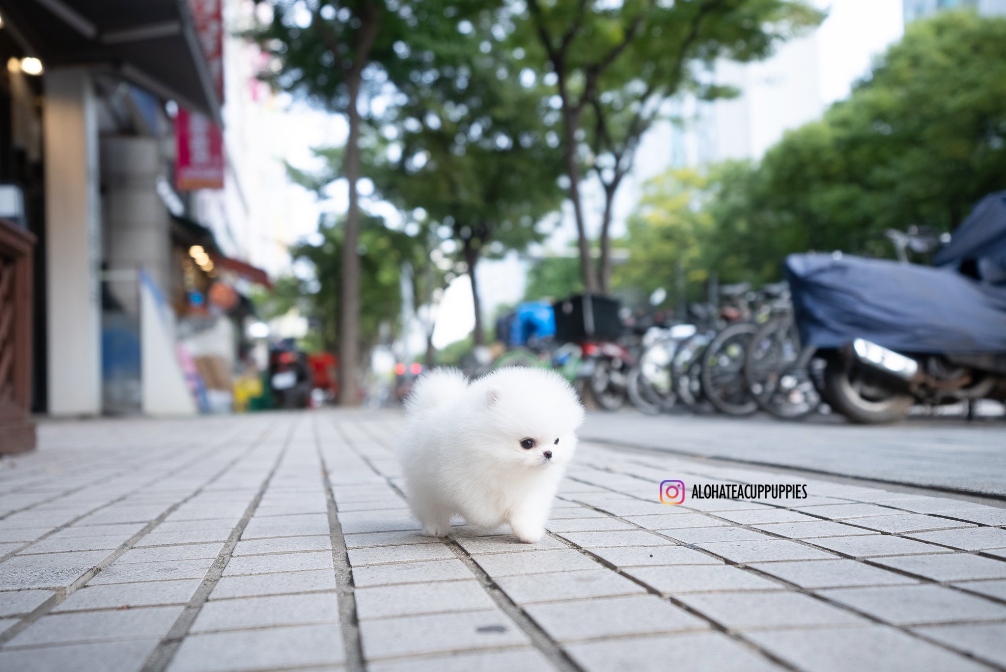 Romy [TEACUP POMERANIAN]