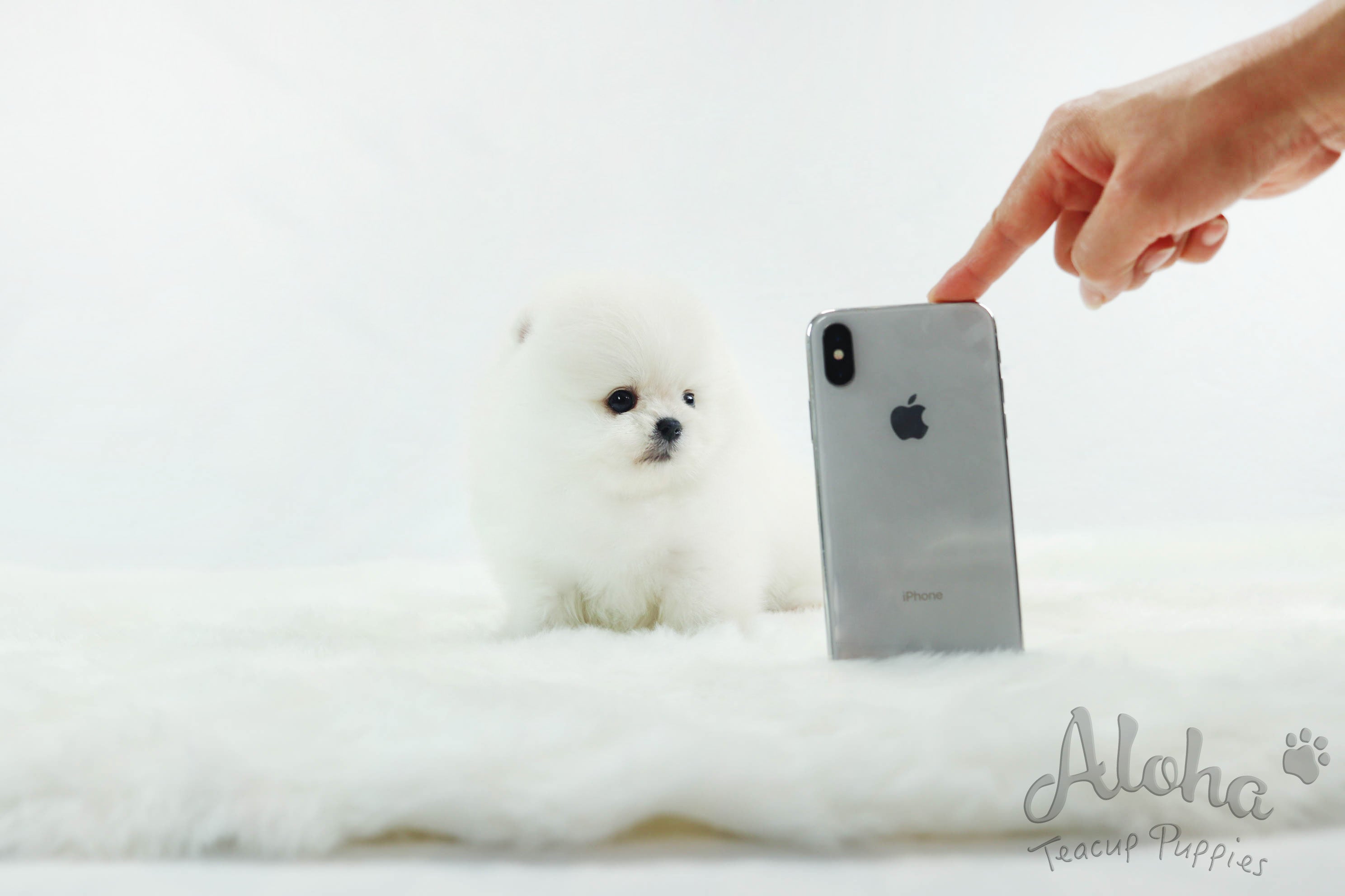 Vendido a Misti, Marshmallow [Pomerania Toy]