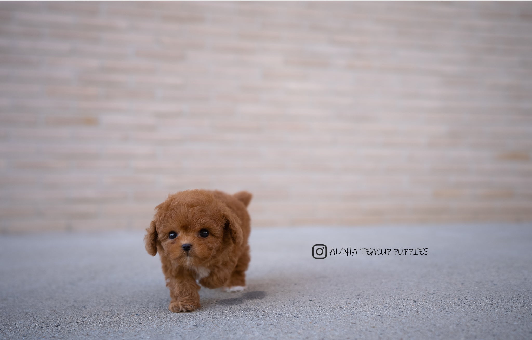 Theo [TEACUP POODLE]