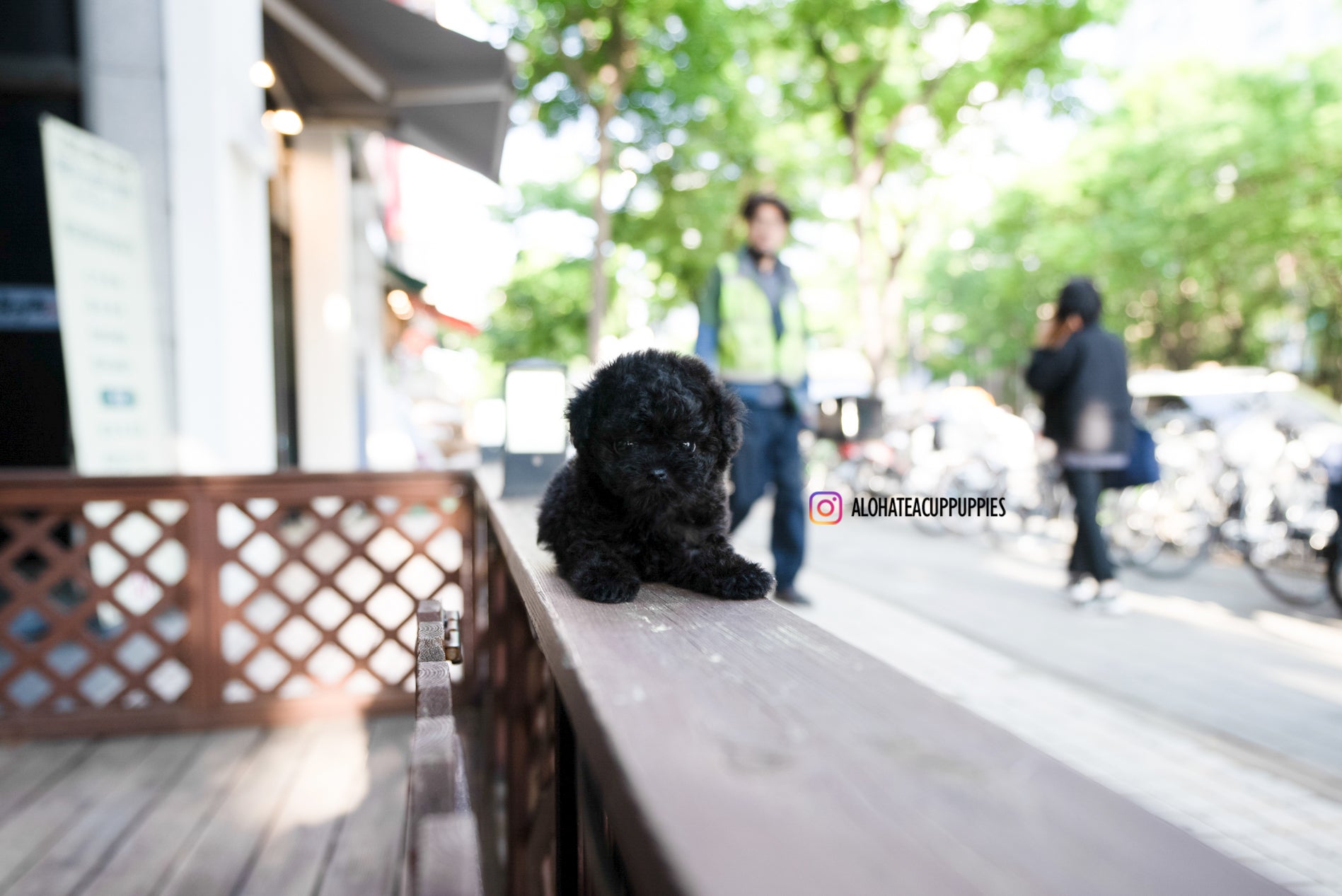 Jorro [TEACUP POODLE]