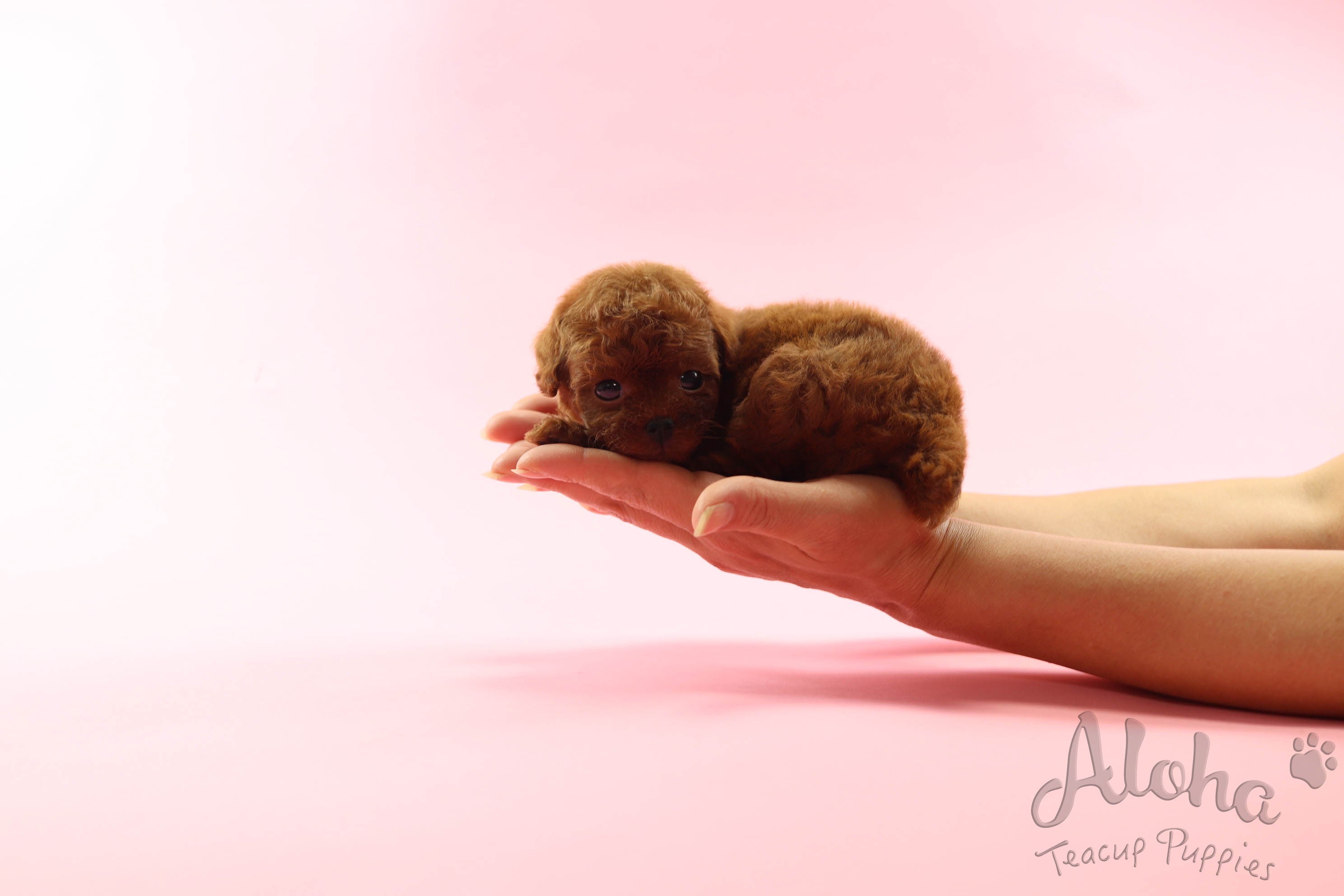 BUSTER [TEACUP POODLE]