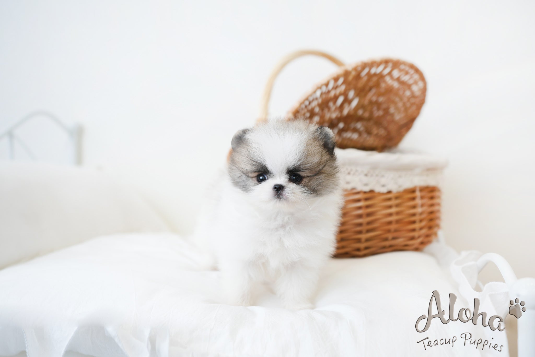 Lukas [TEACUP POMERANIAN]