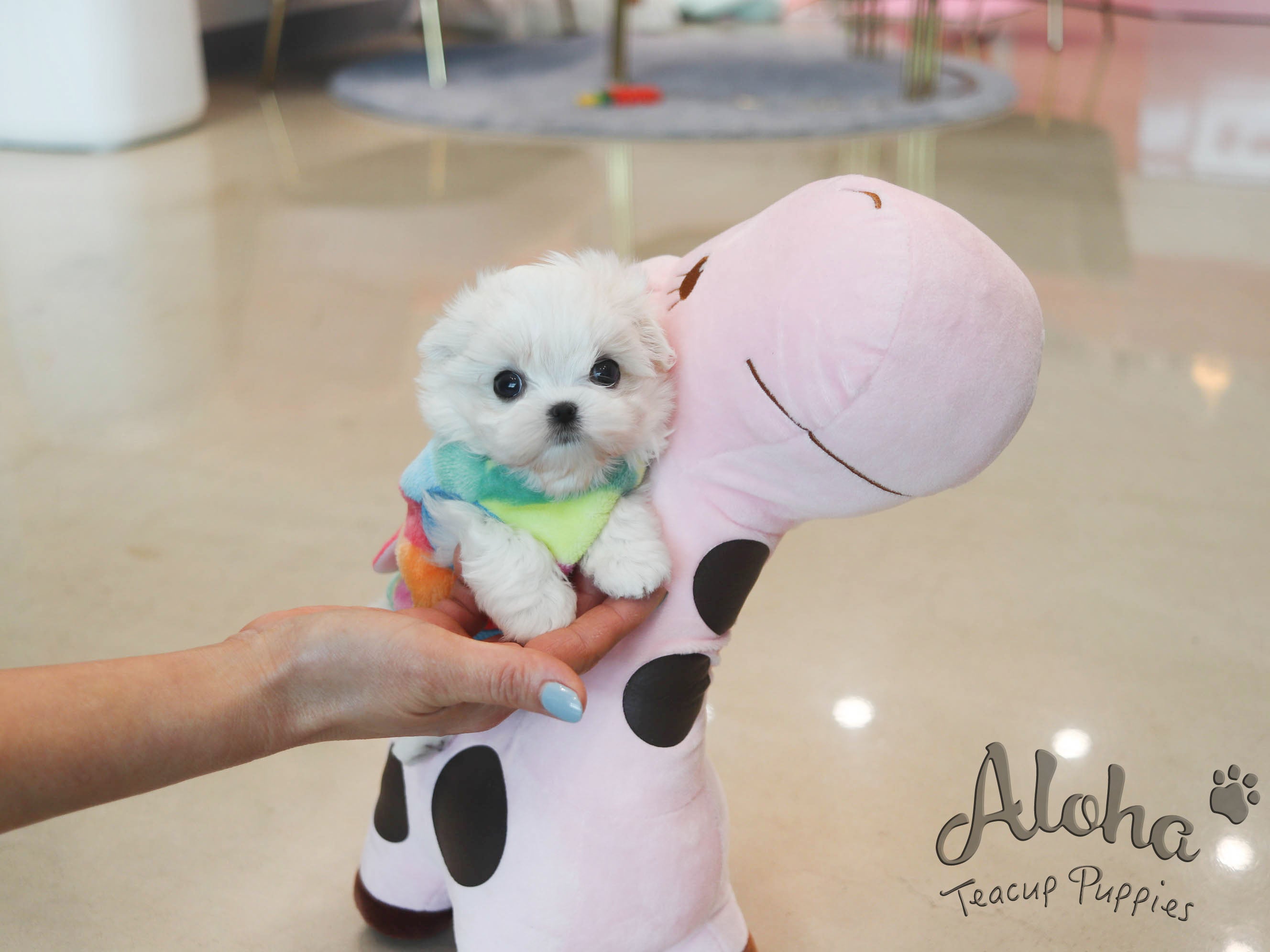 Bubble [TEACUP MALTESE]