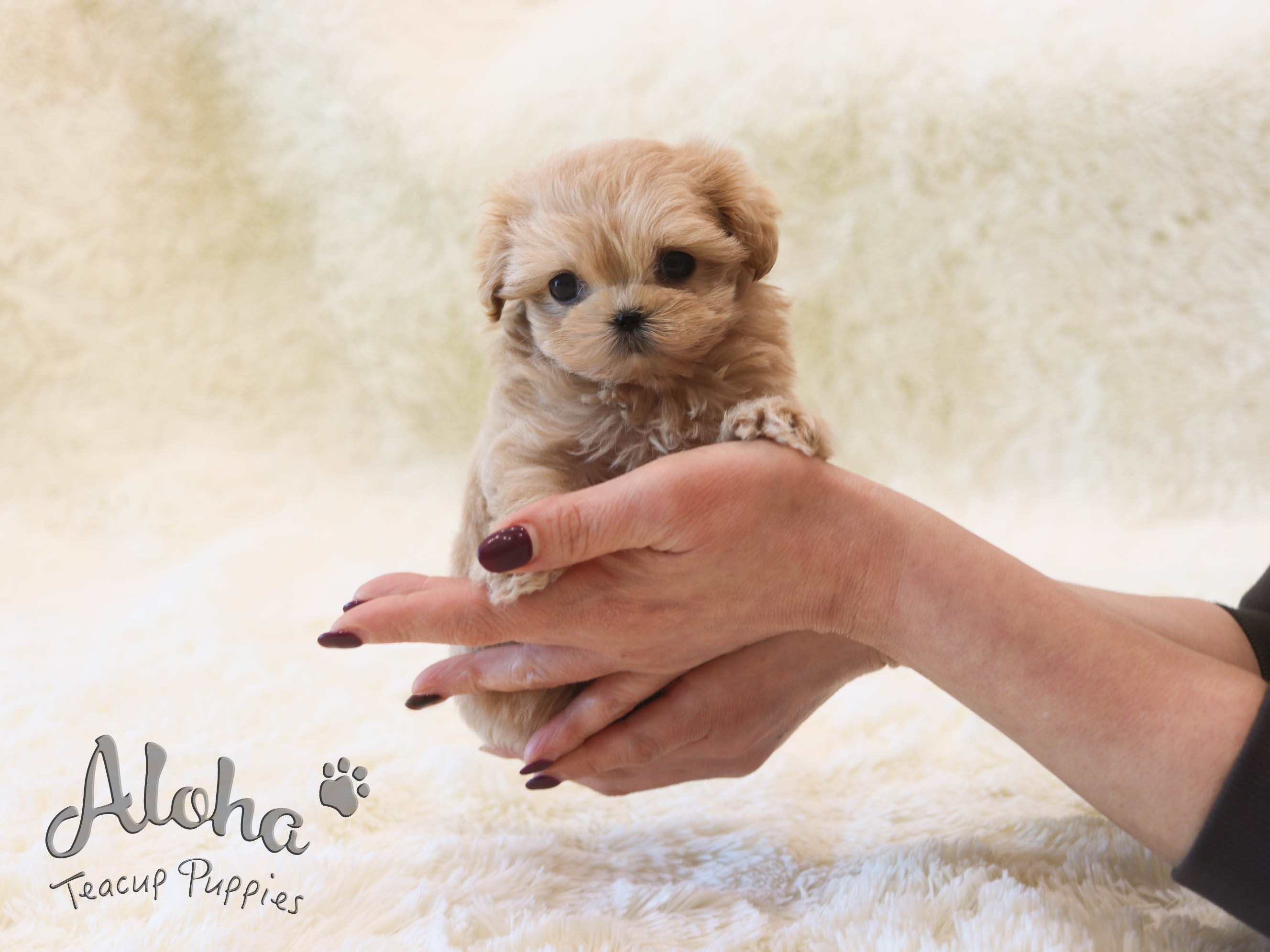 Hazel [TEACUP MALTIPOO]