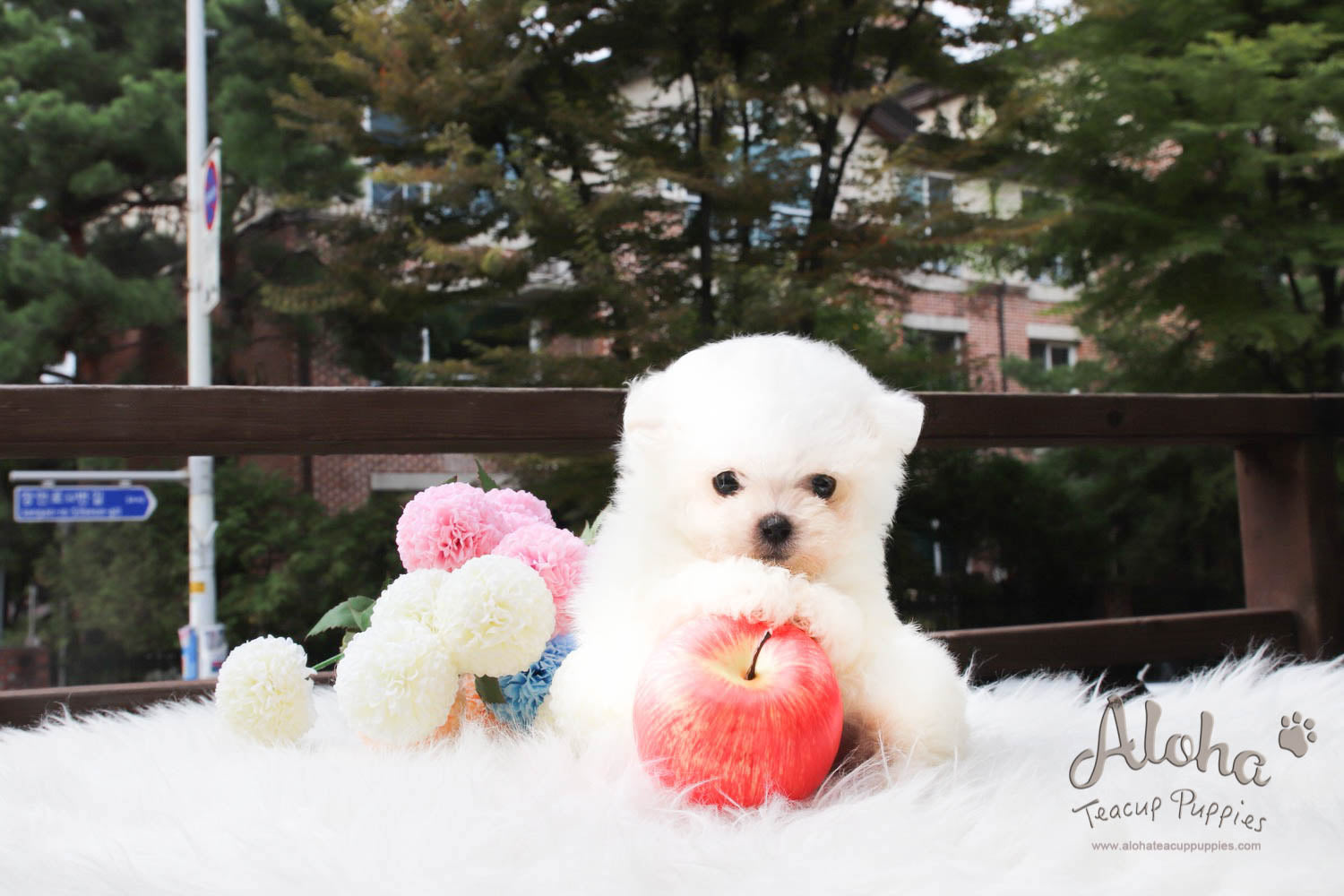 Moco - [Maltese]