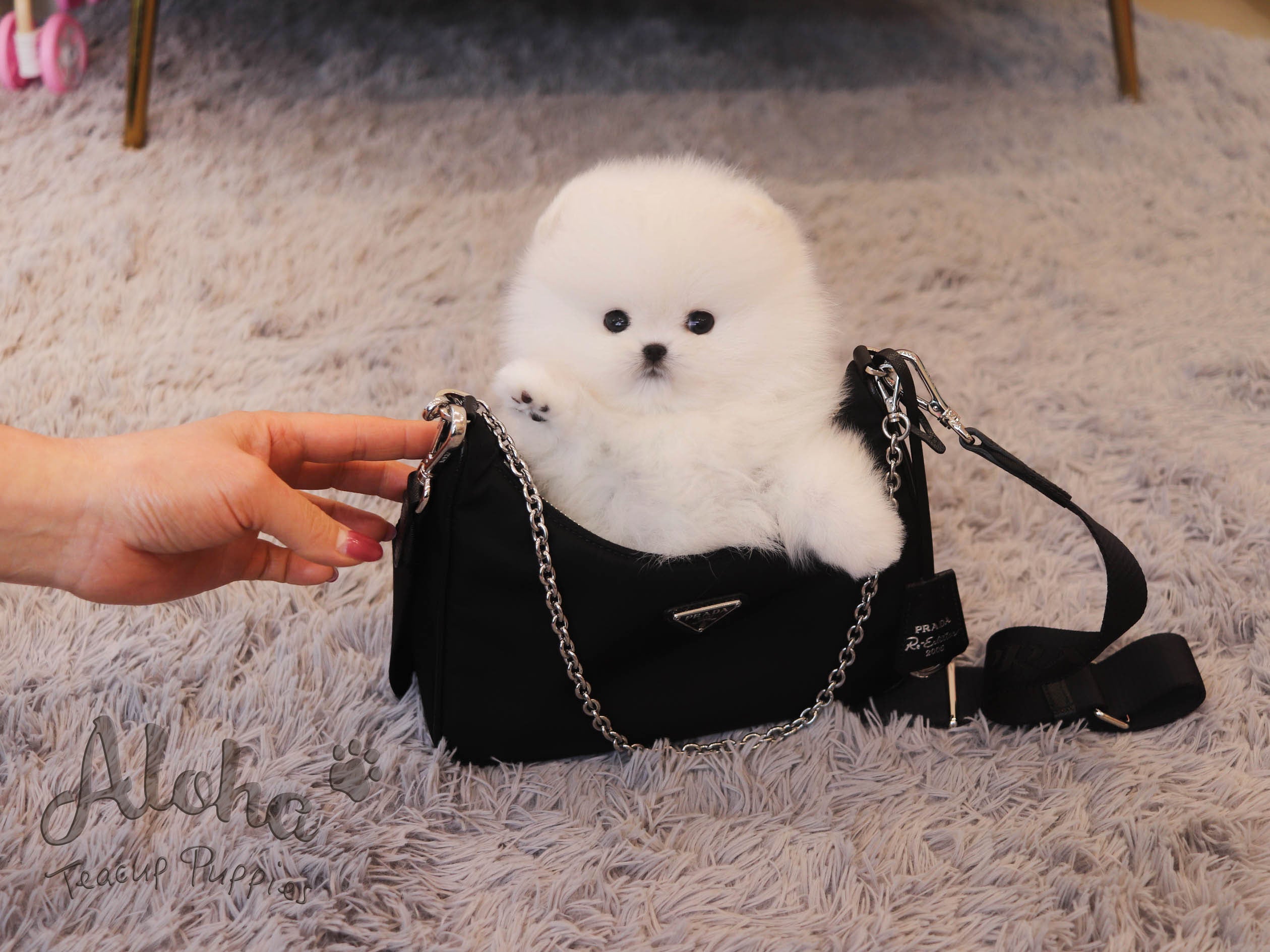 DAISY [TEACUP POMERANIAN]