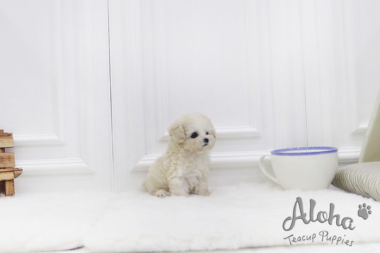 Haribo [TEACUP POODLE]