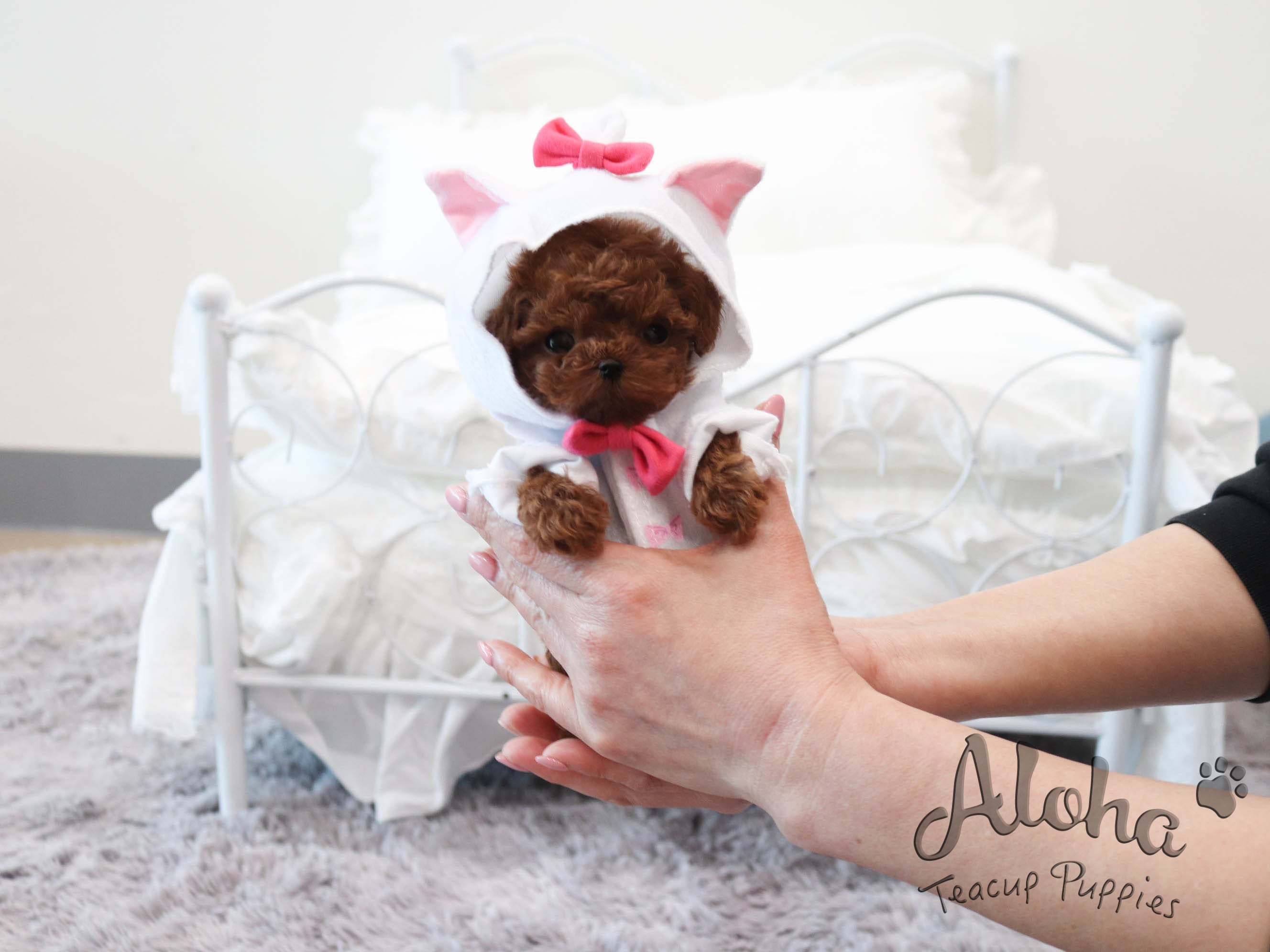 Lina [TEACUP POODLE]