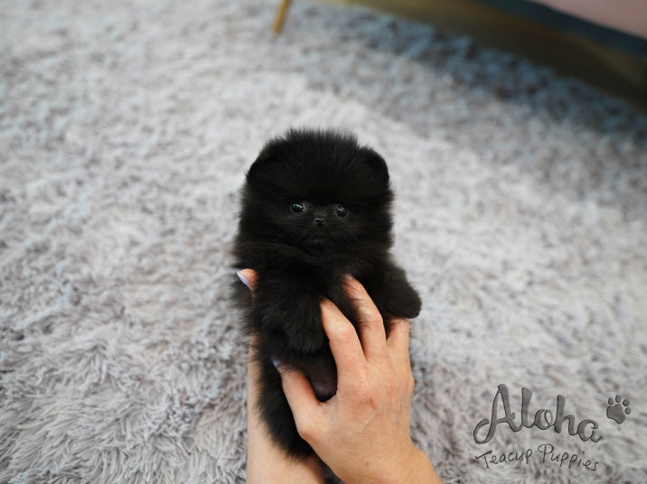 Lulu [TEACUP POMERANIAN]