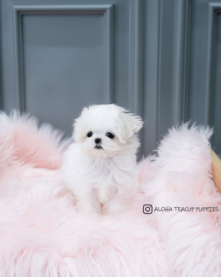 Adela [TEACUP MALTESE]